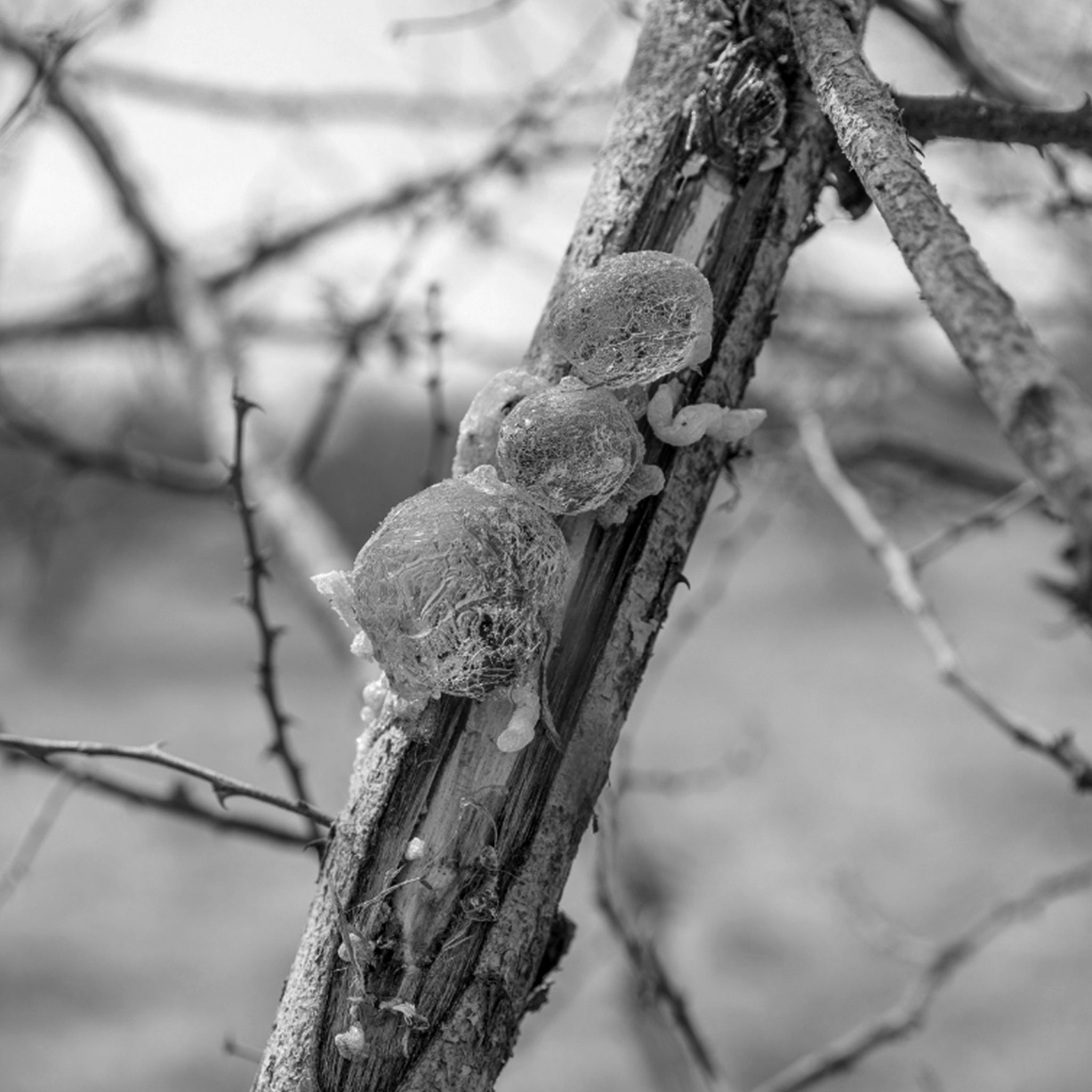 Acacia senegal gum