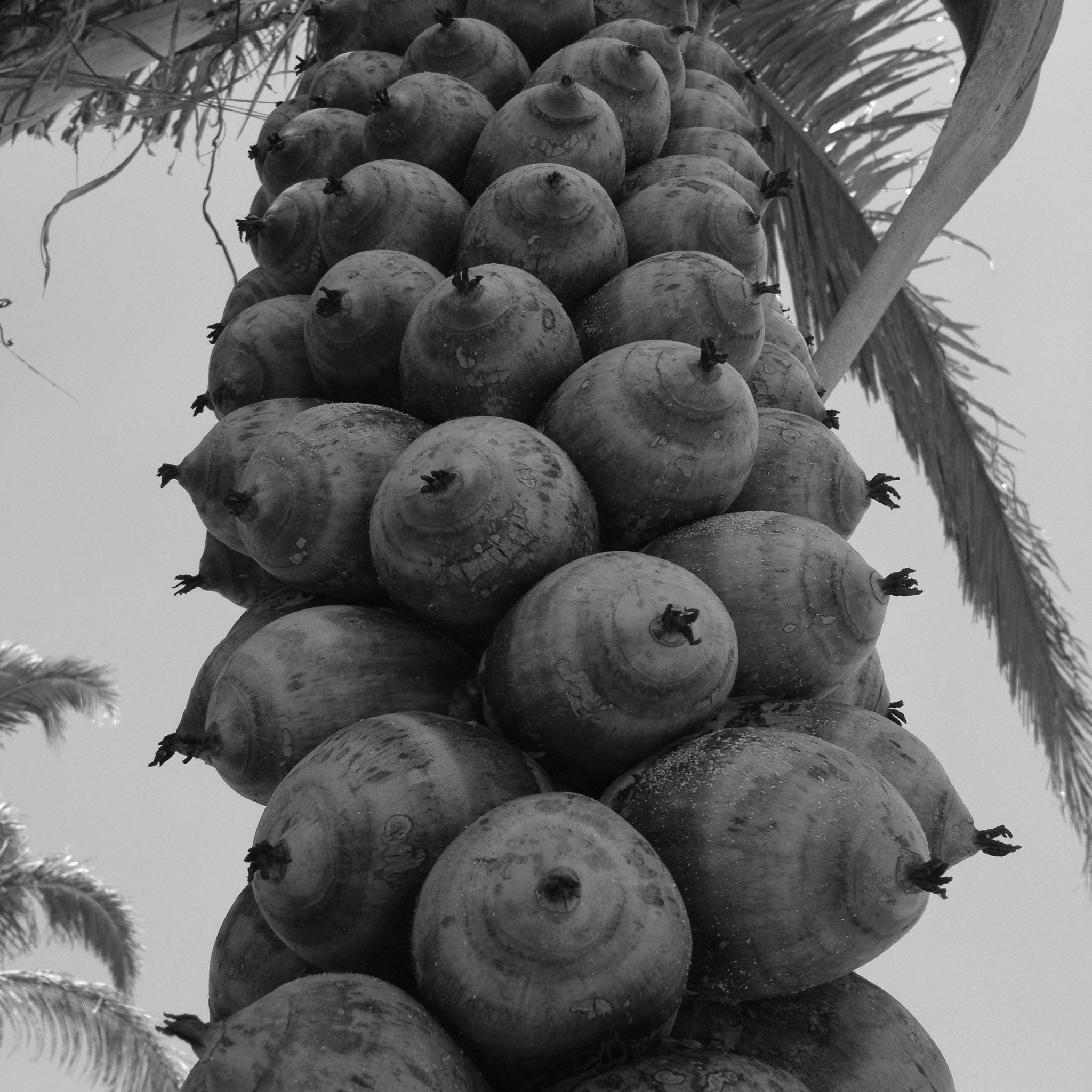 Babassu oil