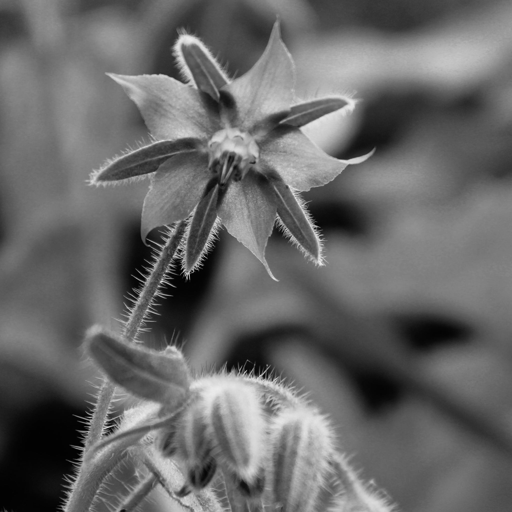 Borage oil