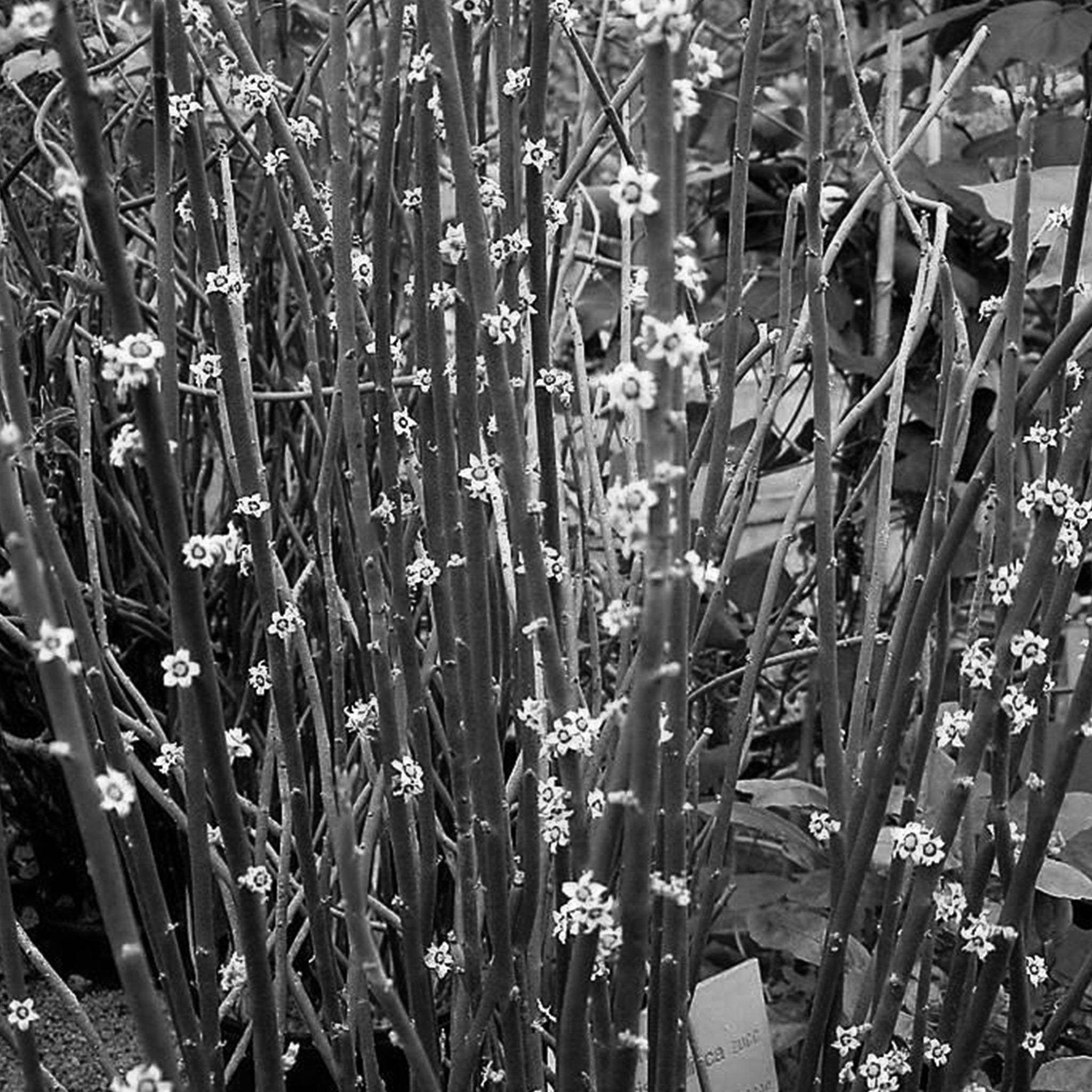 Candelilla
