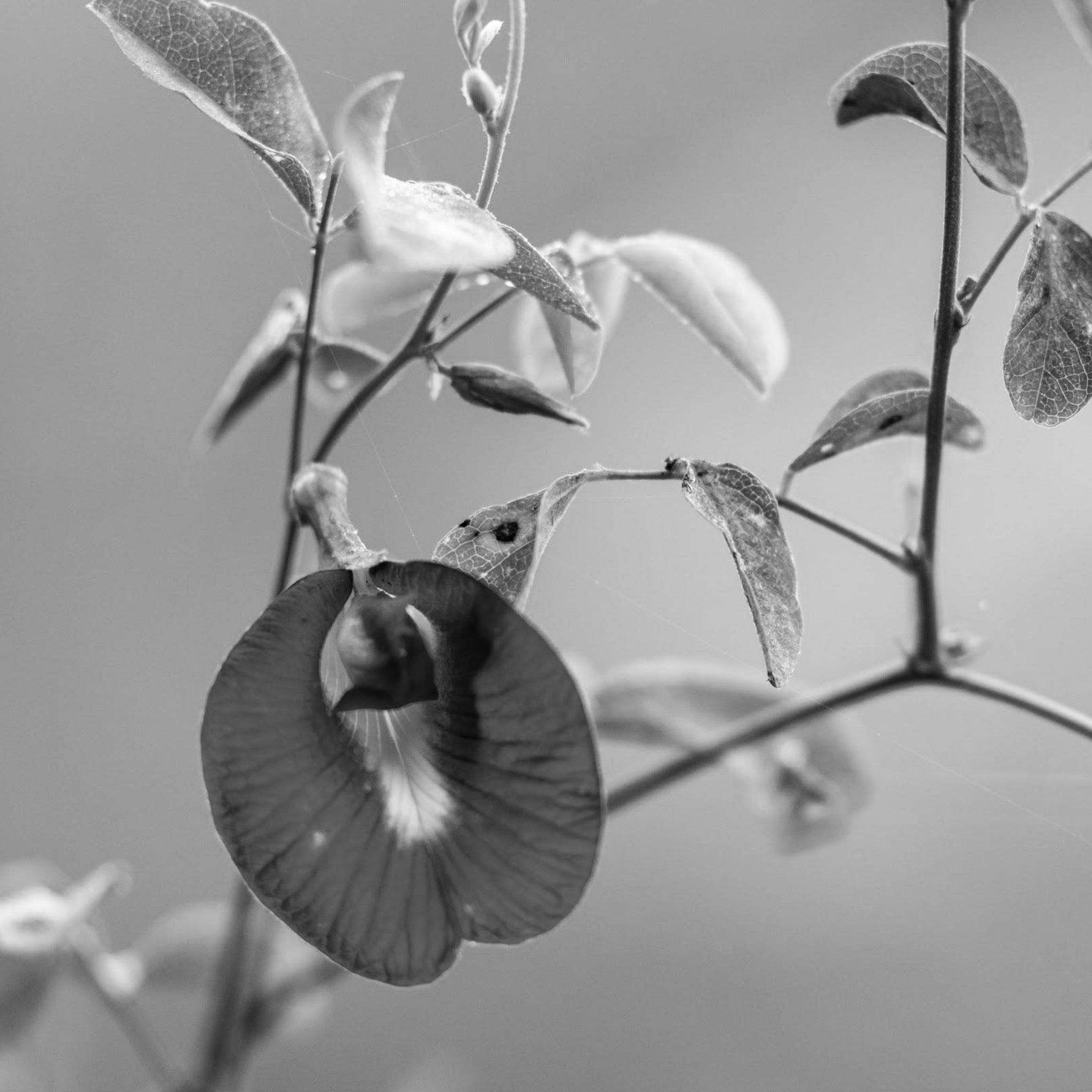 Butterfly pea flower