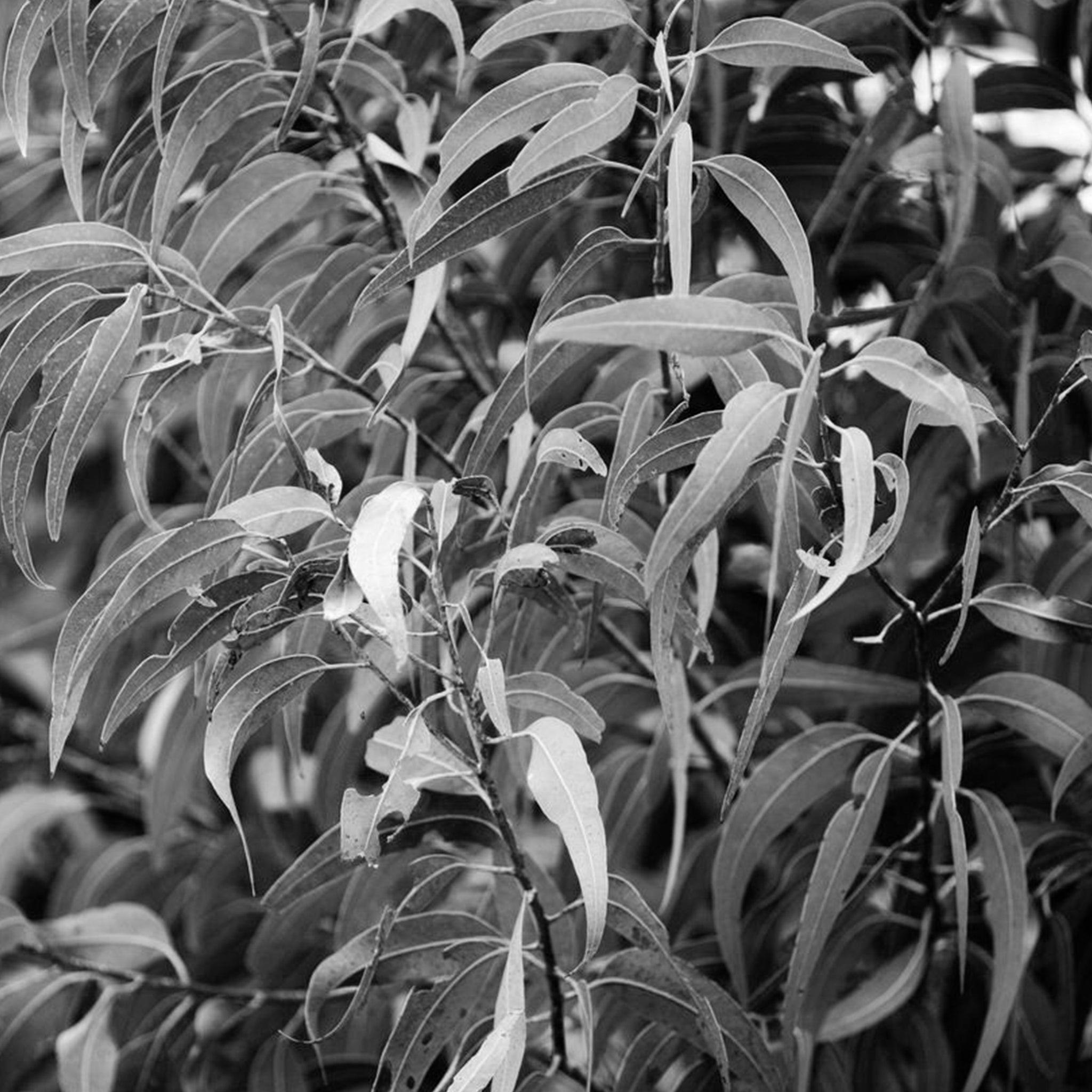 Eucalyptus Oil