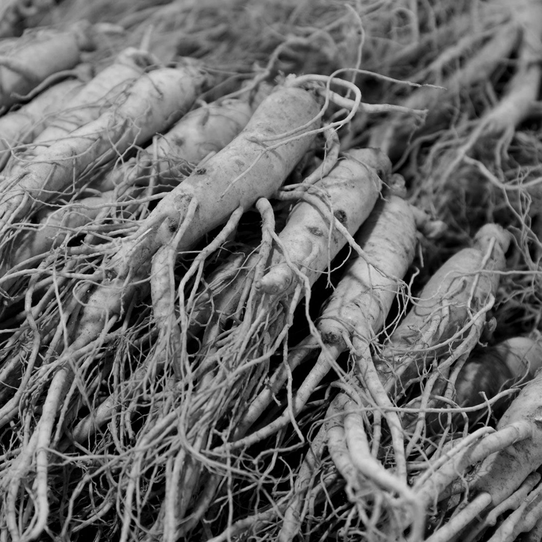 Ginseng root extract