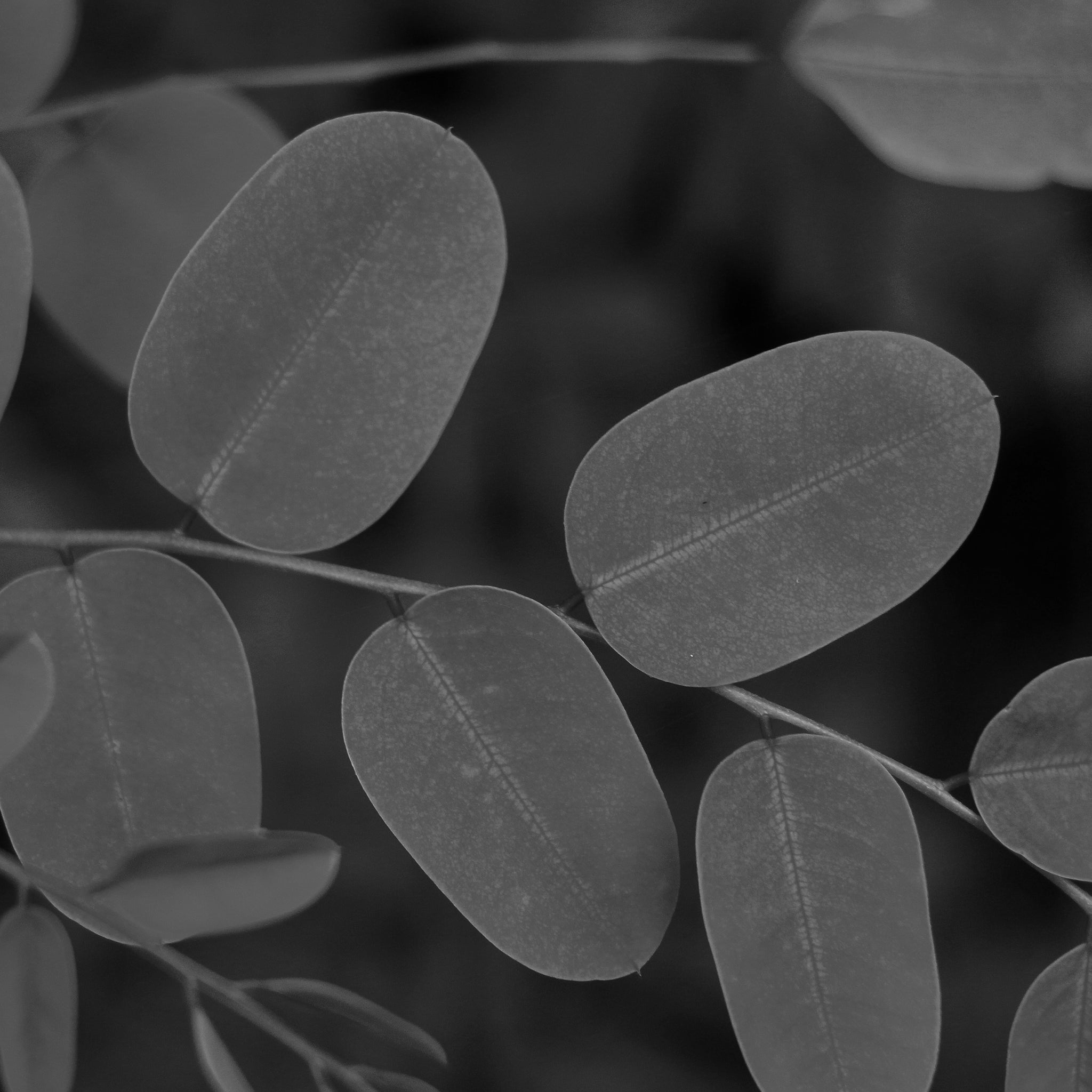 Moringa oil