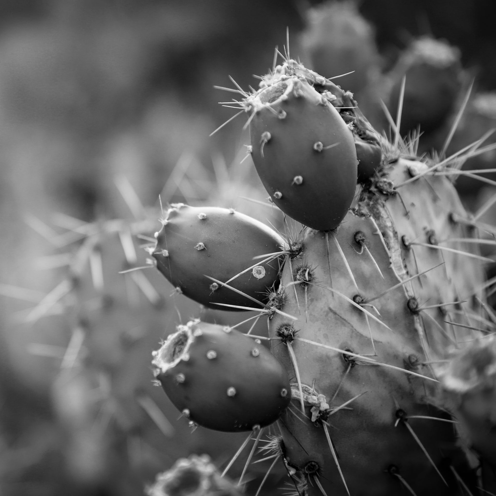Prickly pear extract