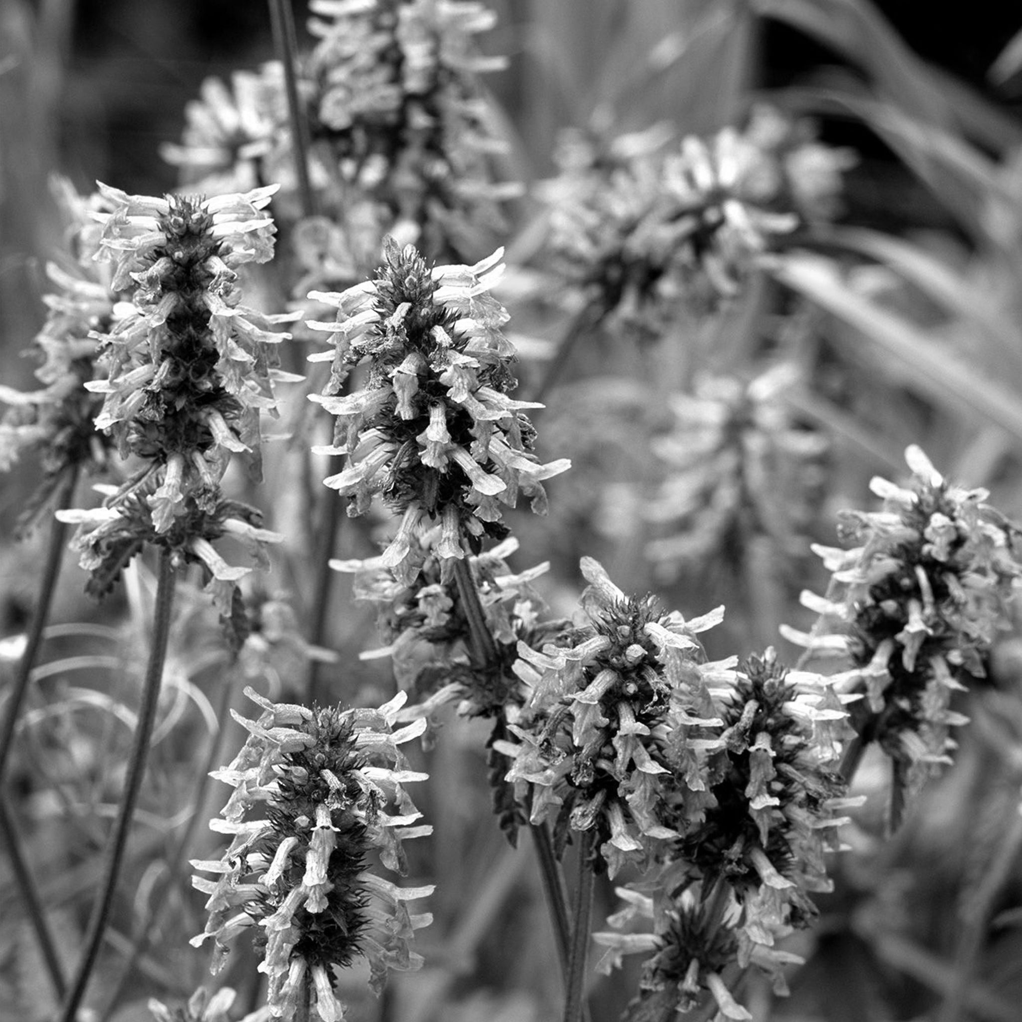 Patchouli oil