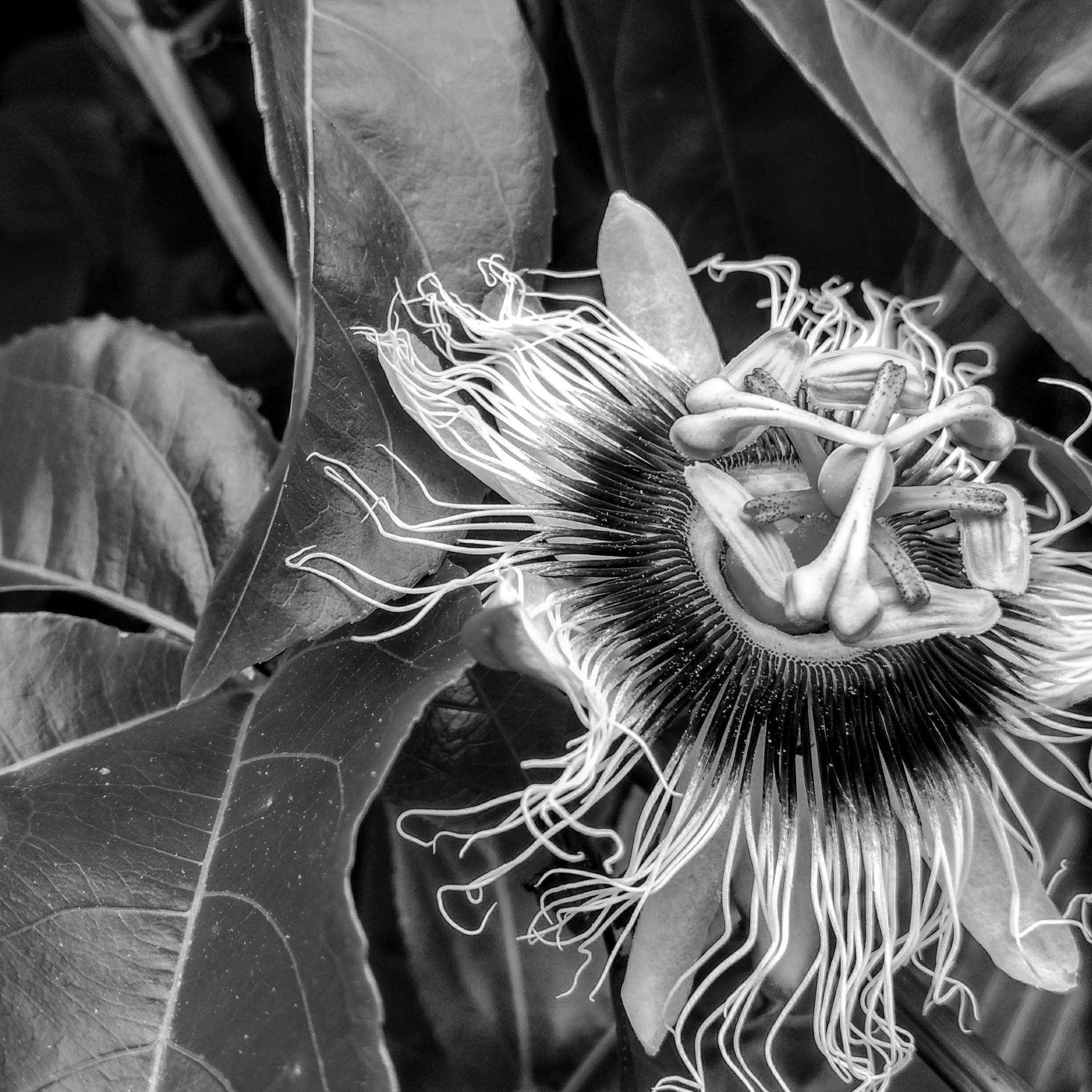 Passion flower