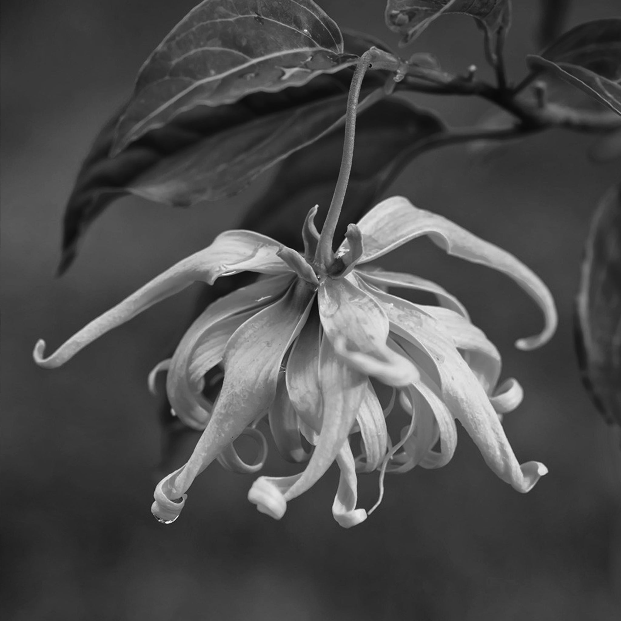 Ylang Ylang flower oil