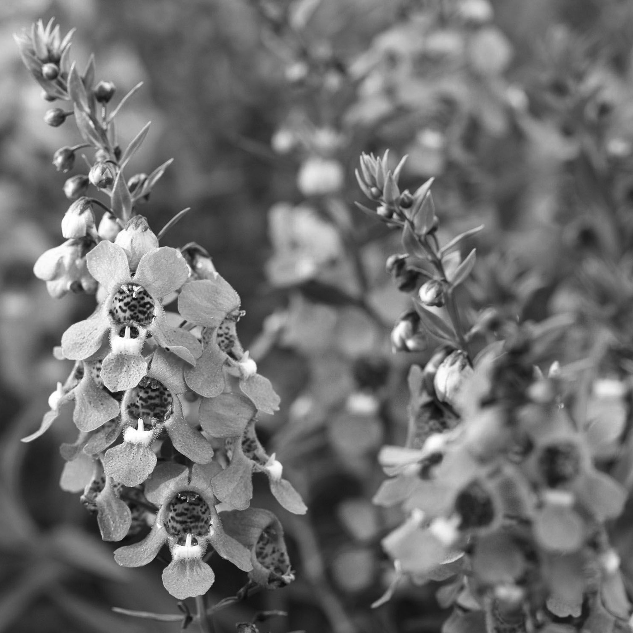 Angelonia
