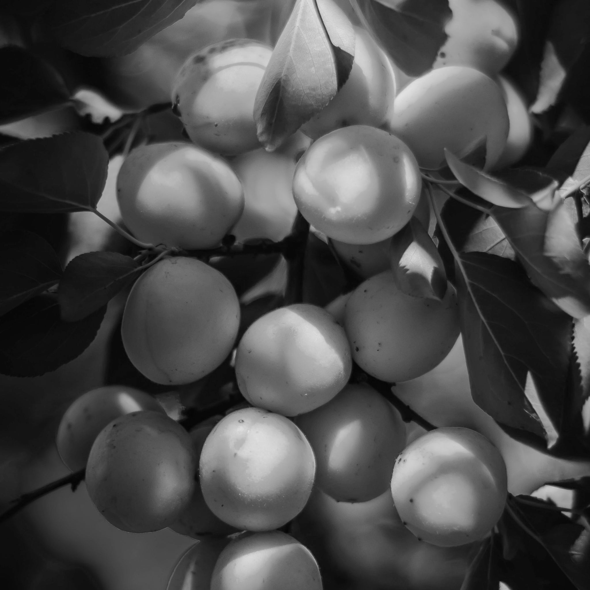 Apricot seed