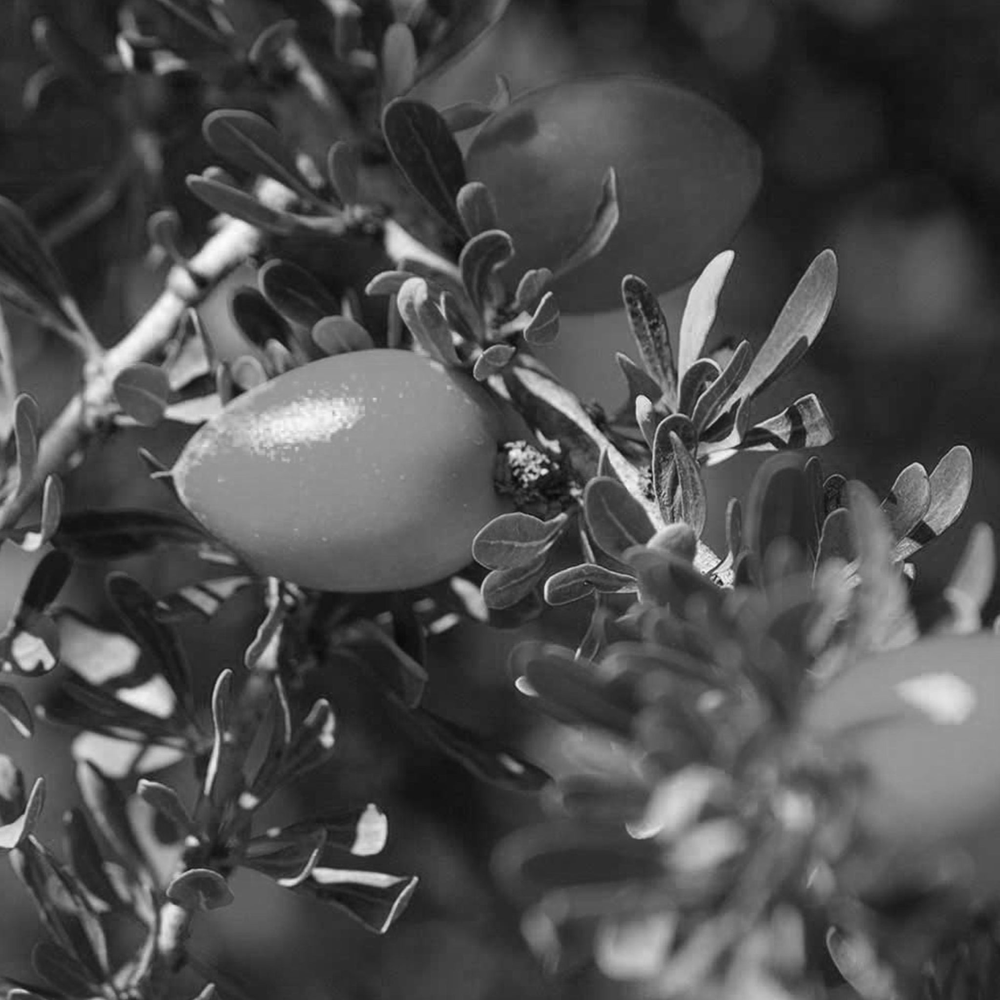 Argan oil