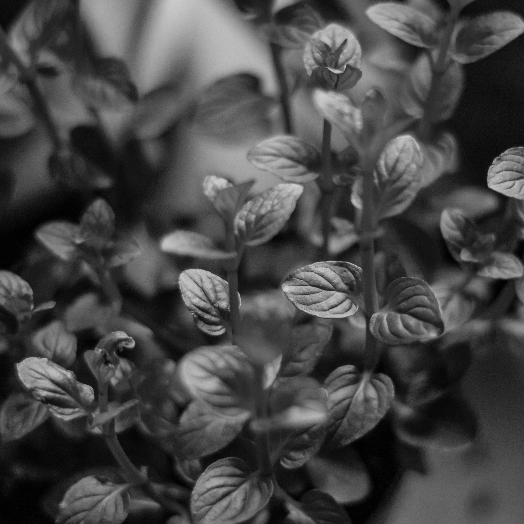Basil oil
