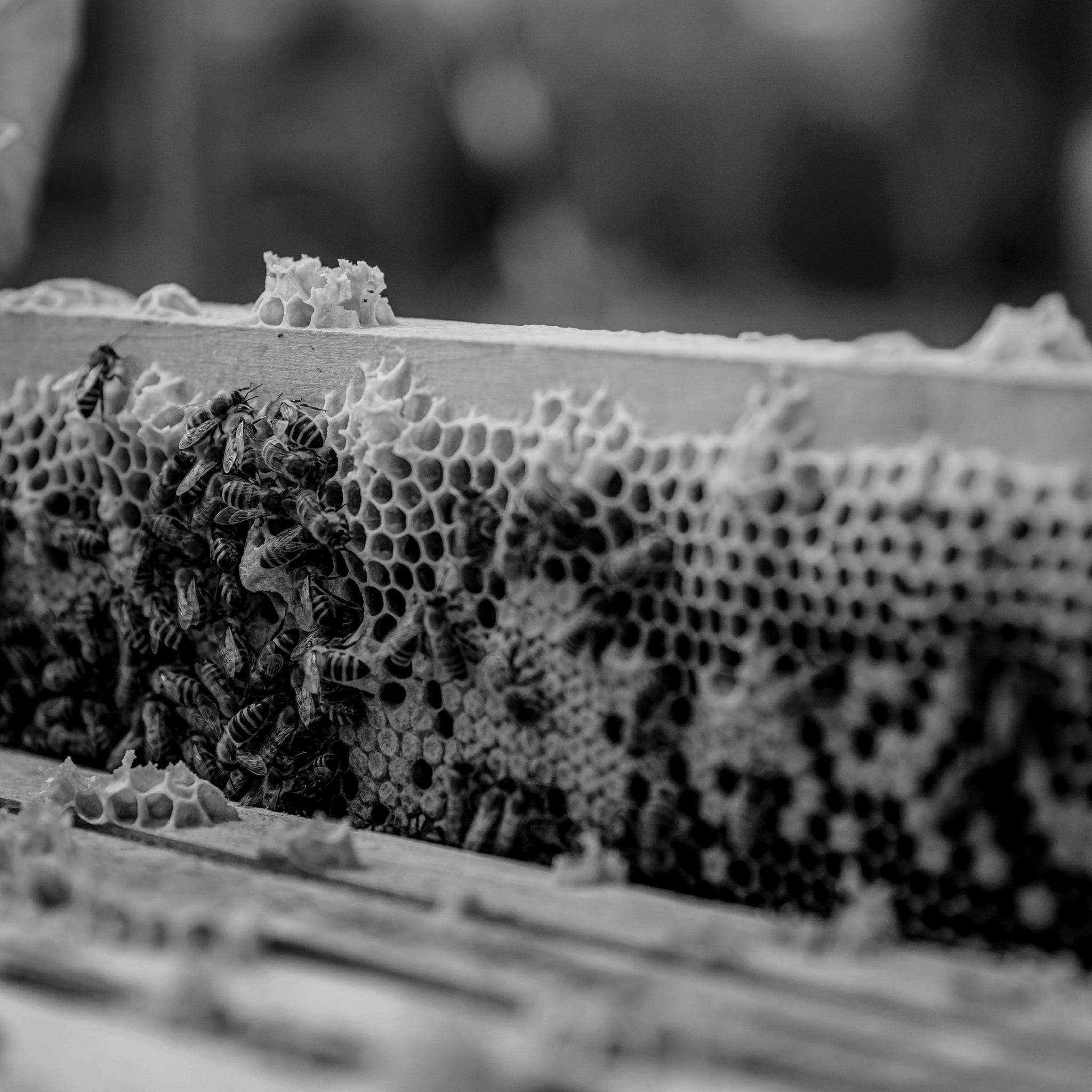 Beeswax