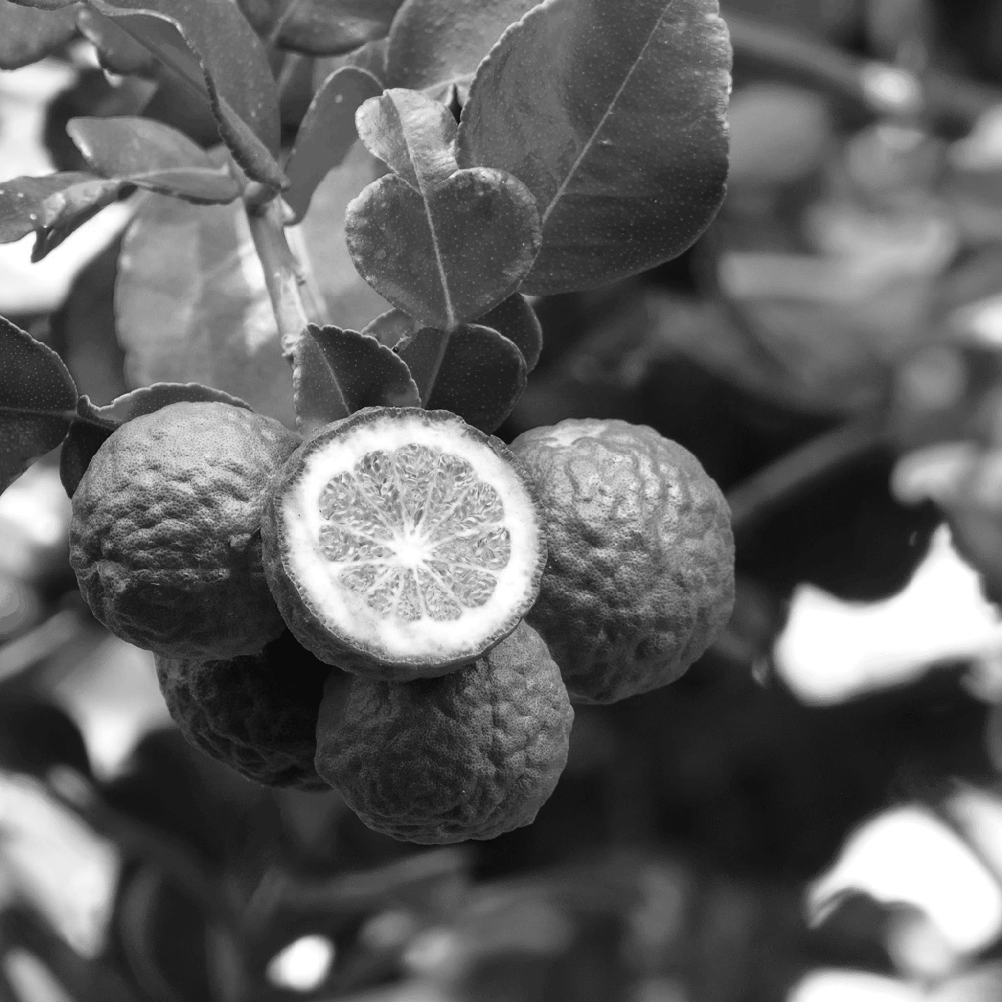 Bergamot oil