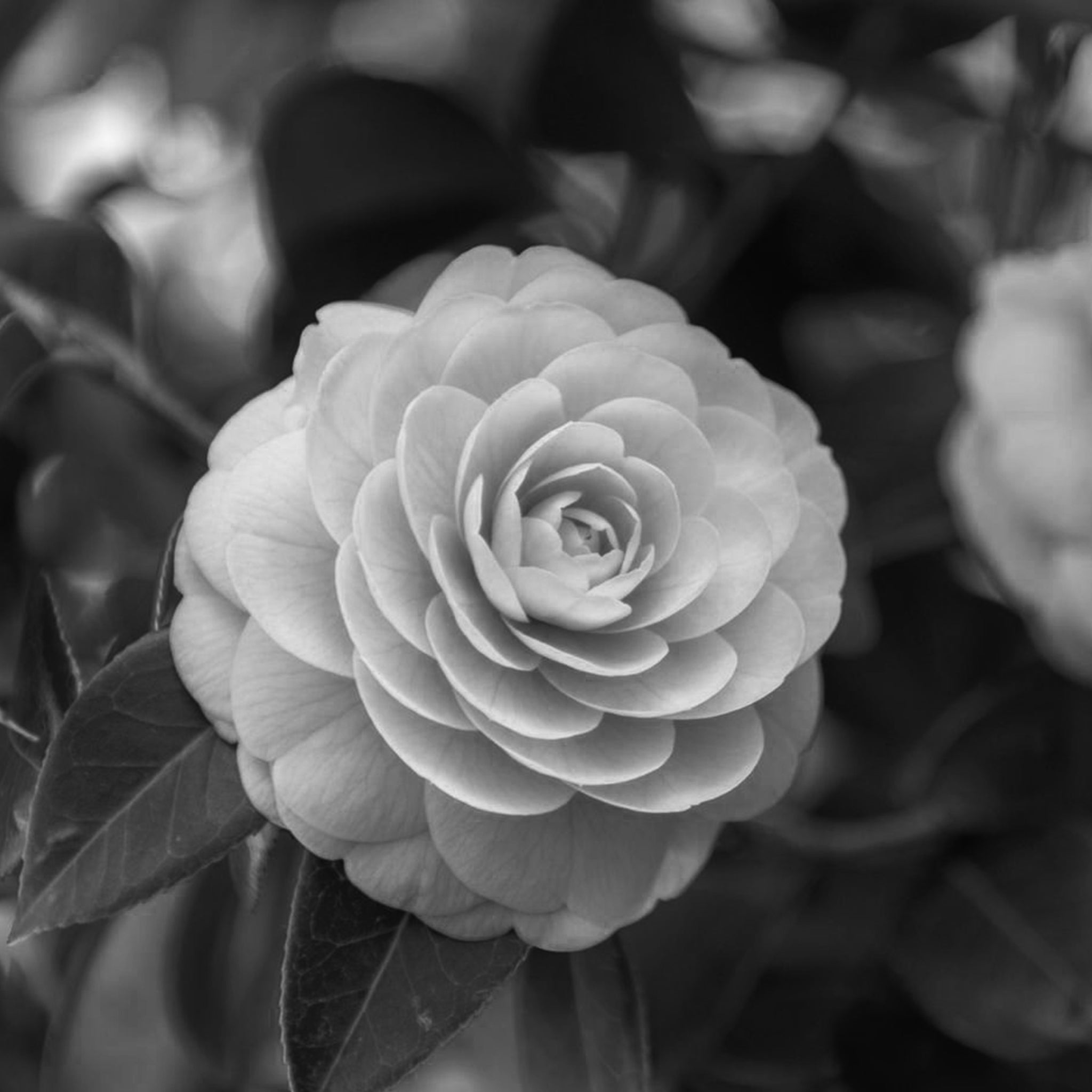 Camellia flower extract