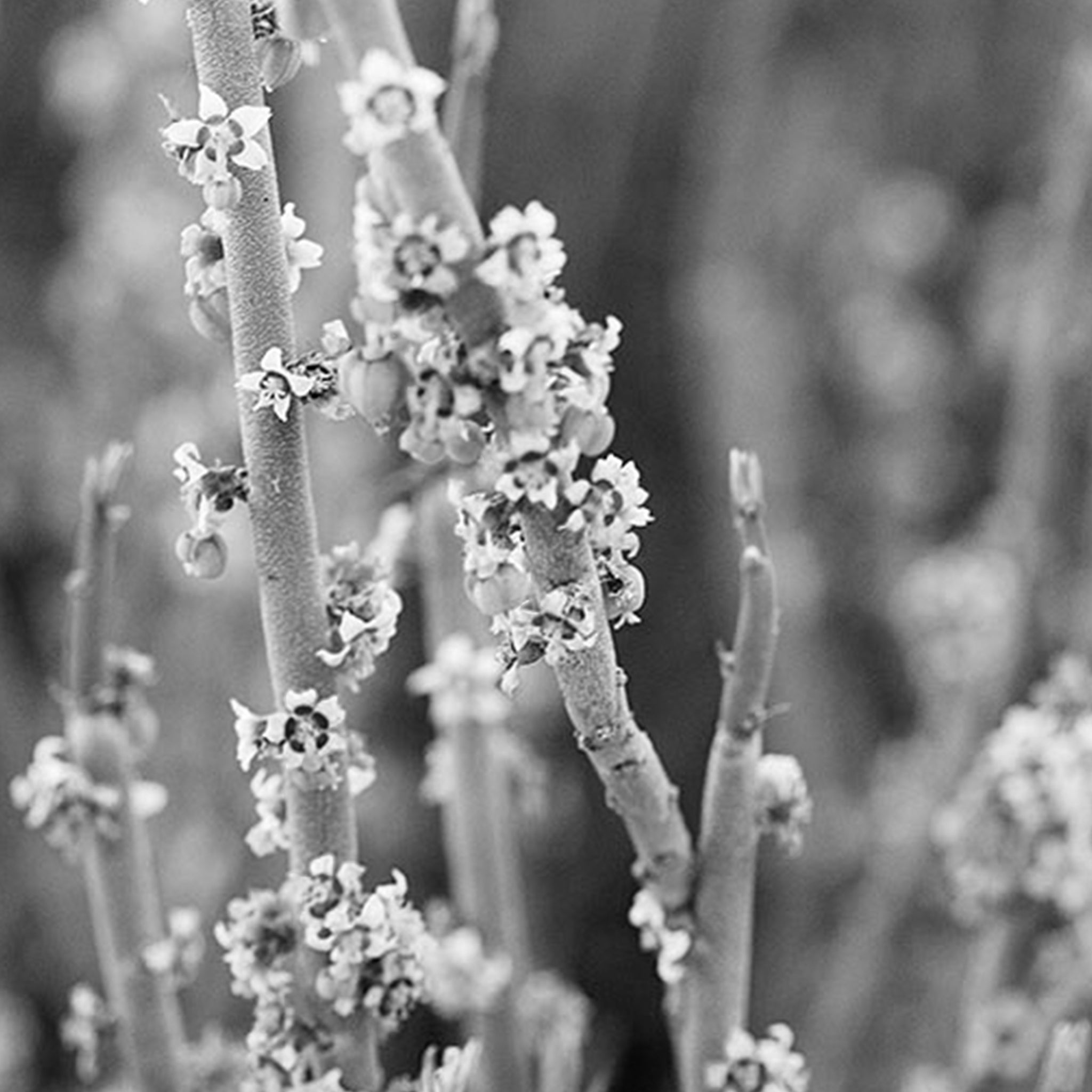 Candelilla wax