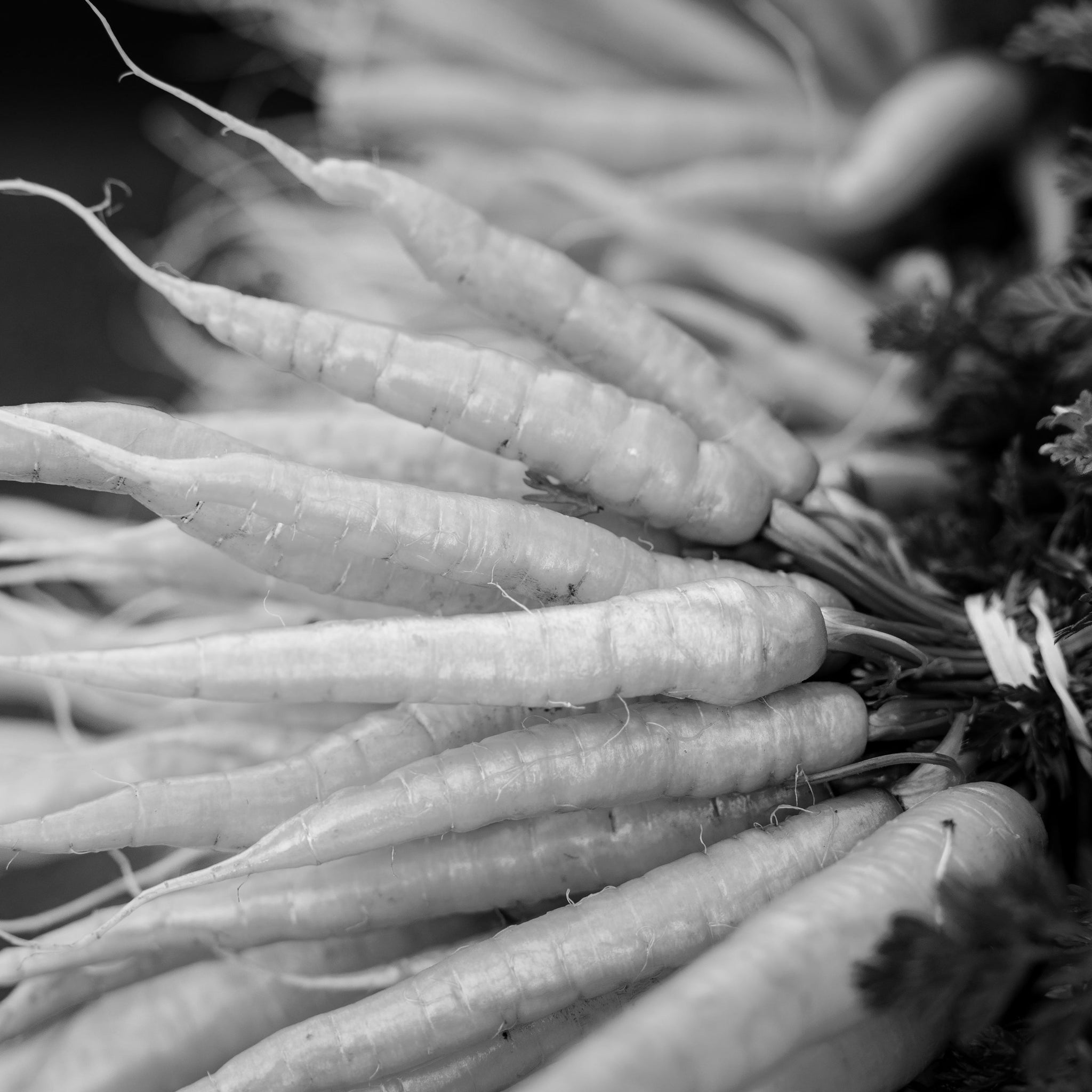 Carrot seed oil