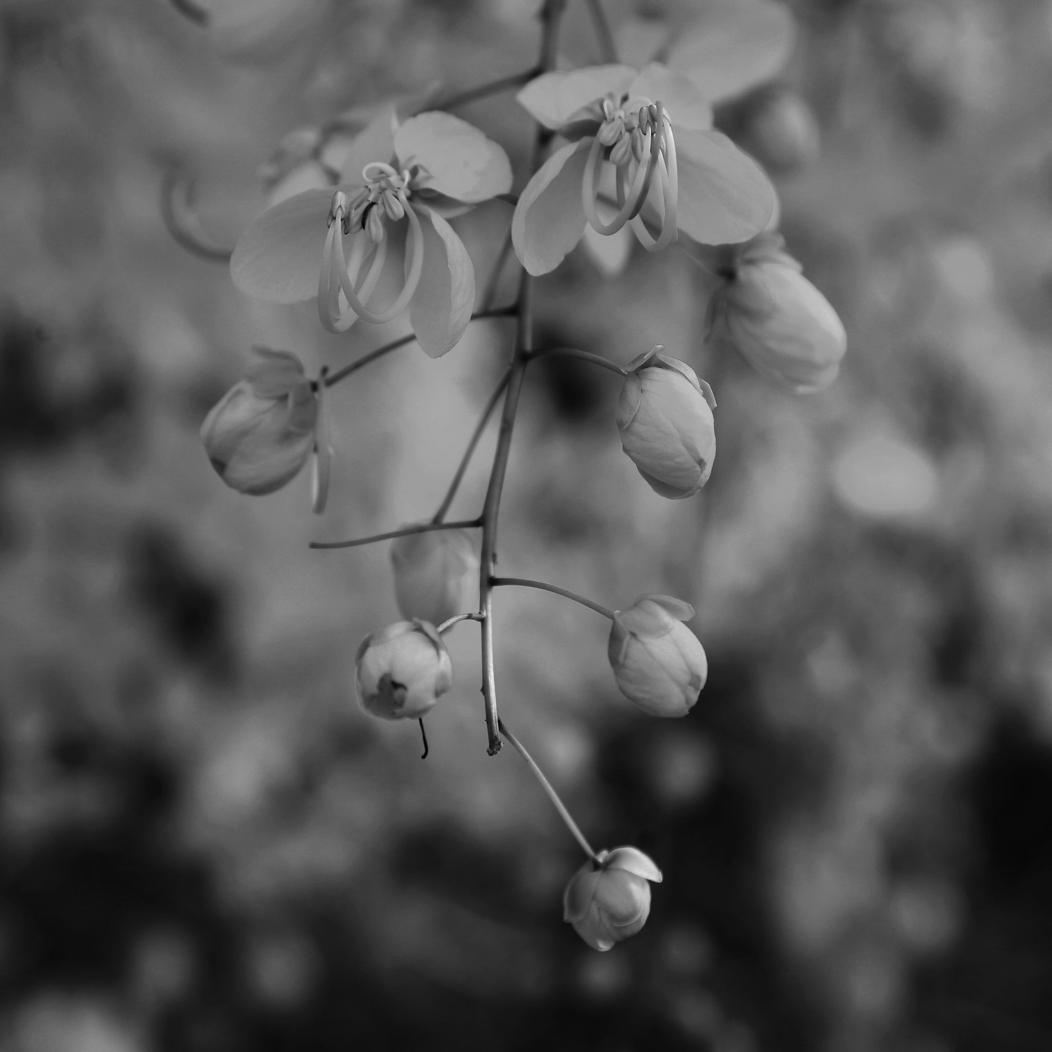 Cassia oil