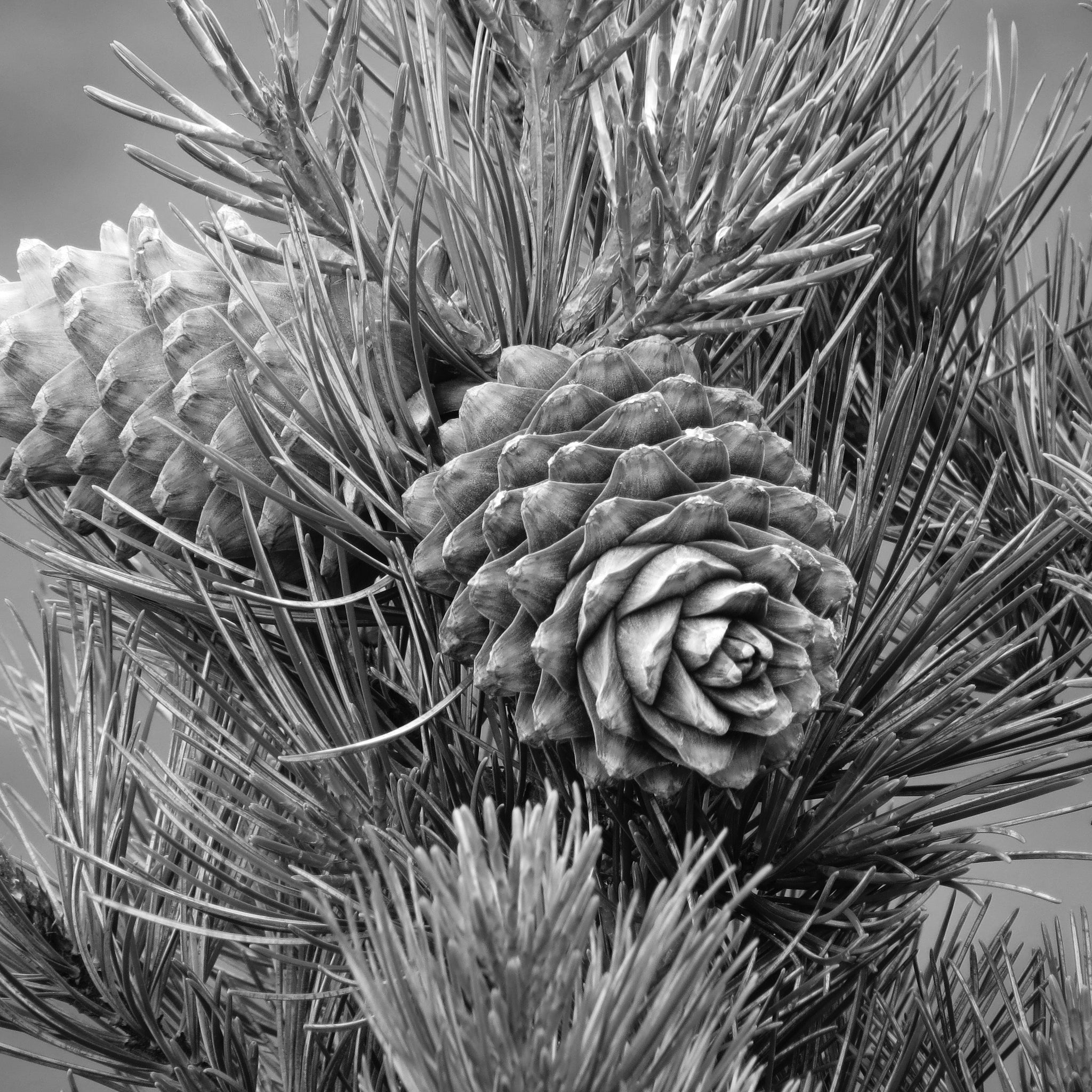 Cedarwood oil