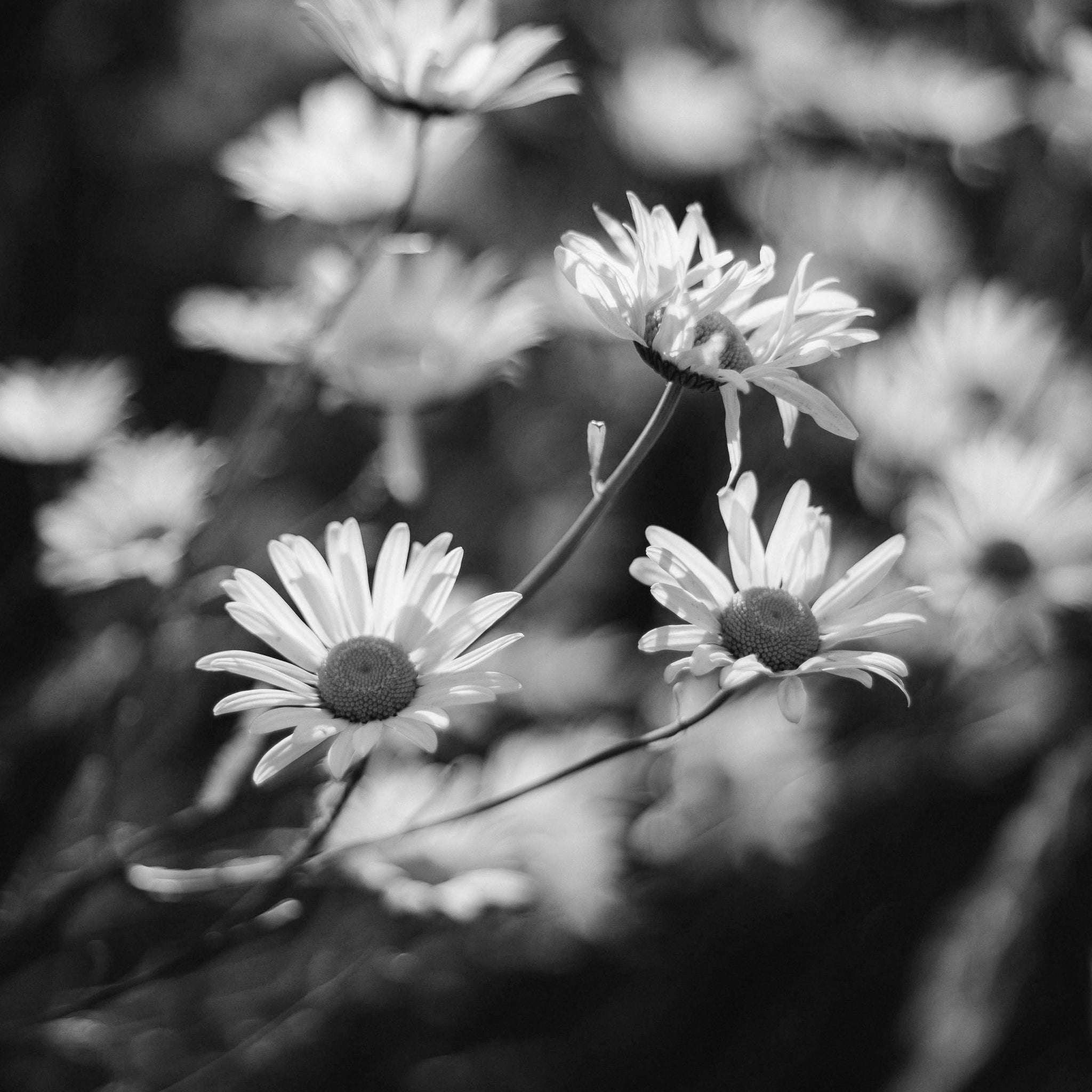 Chamomile flower extract