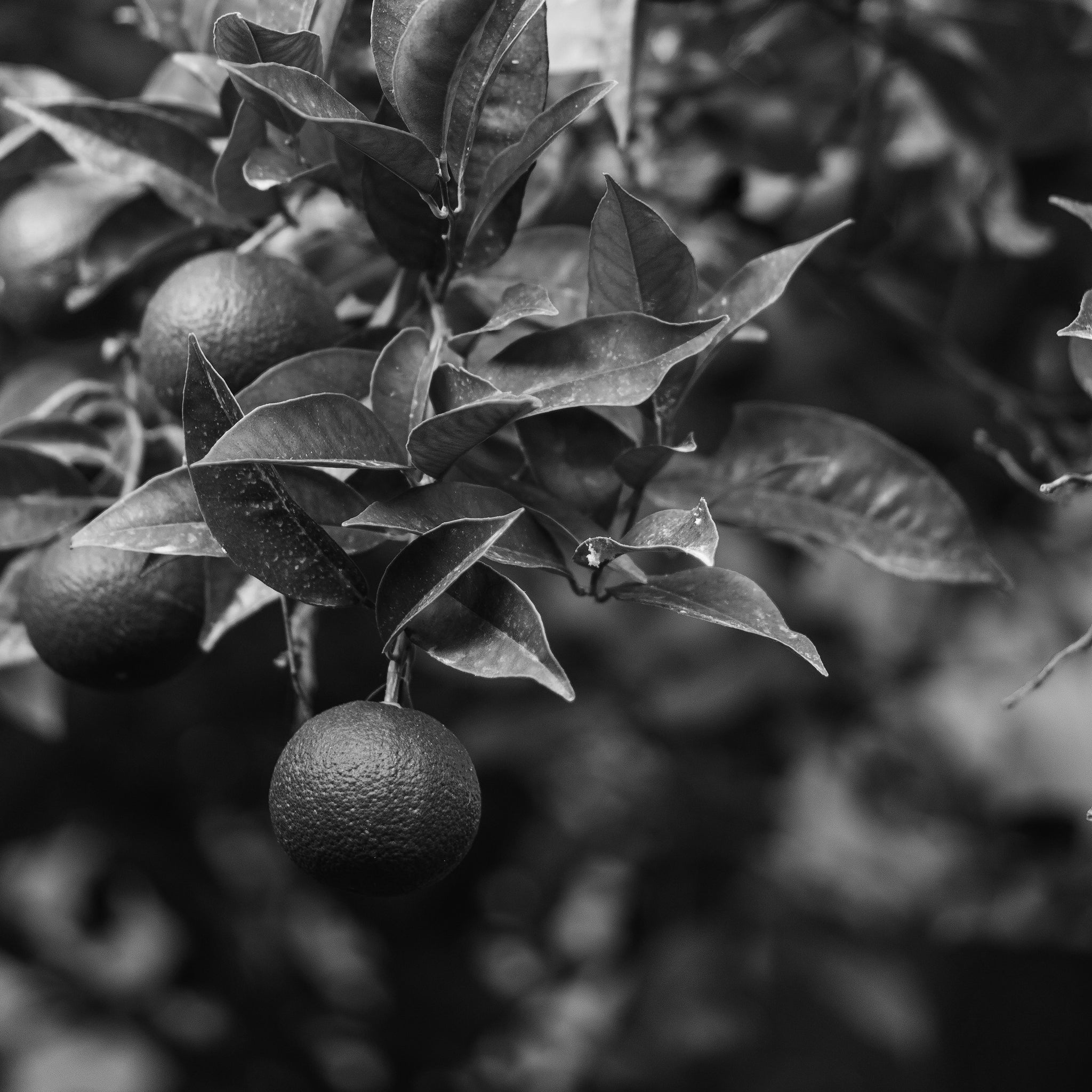 Lime oil