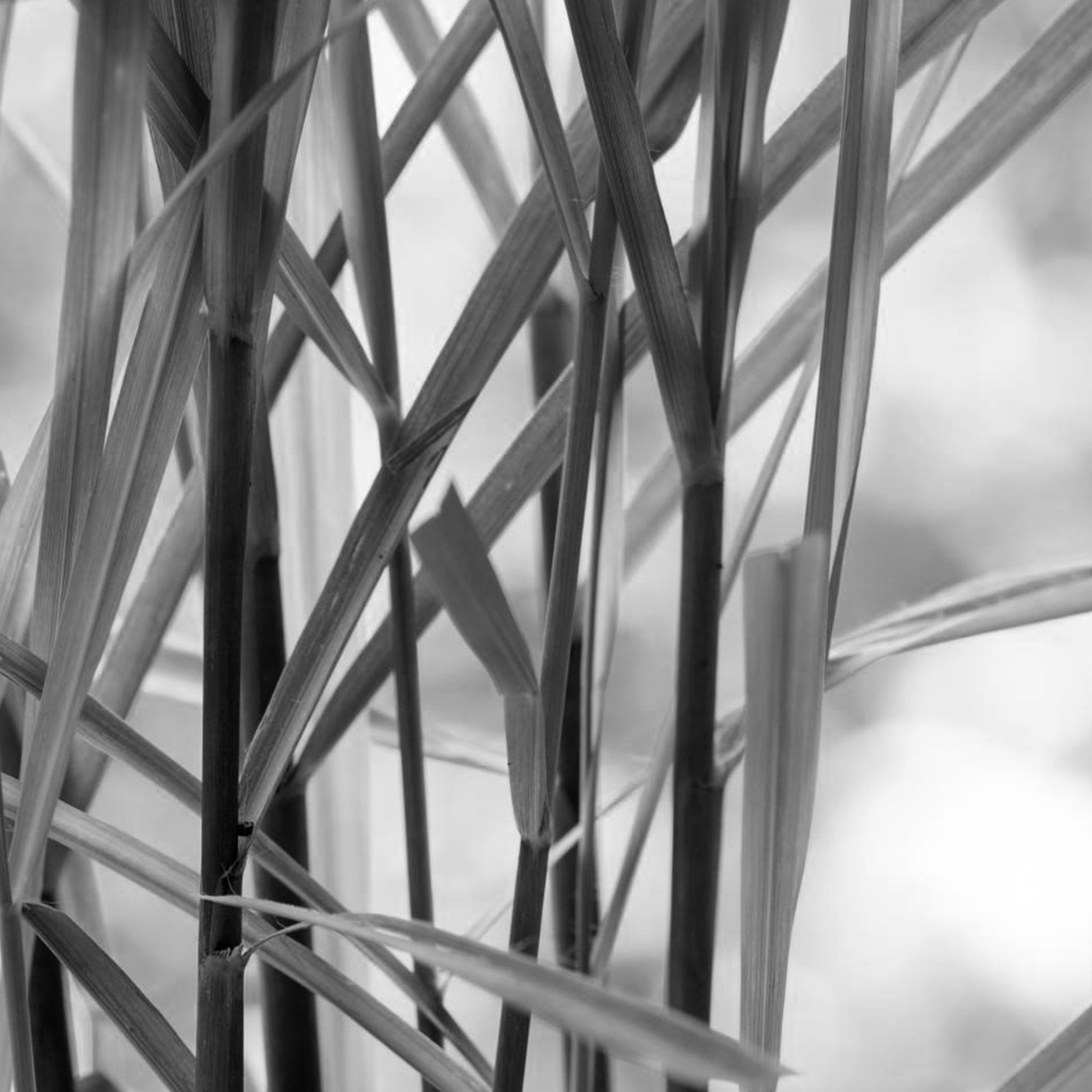 Citronella oil