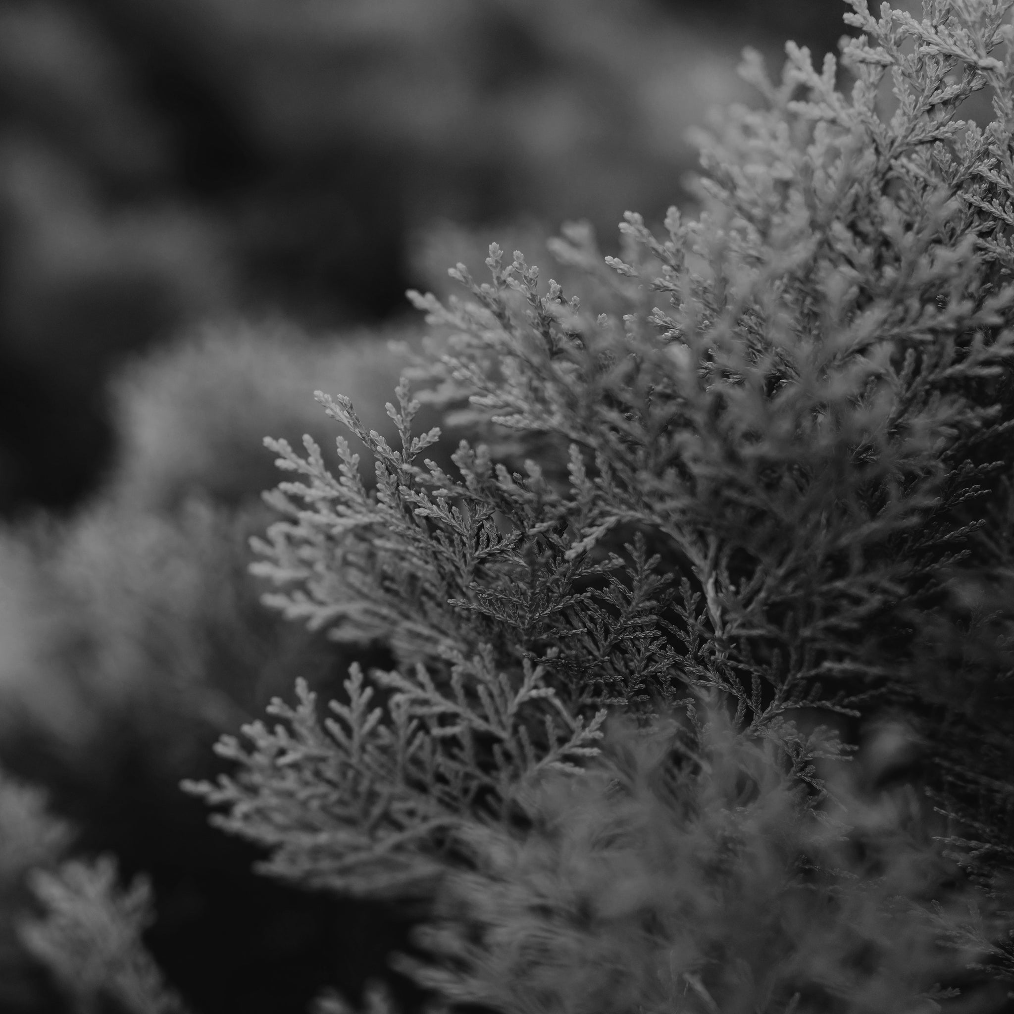 Cypress essential oil