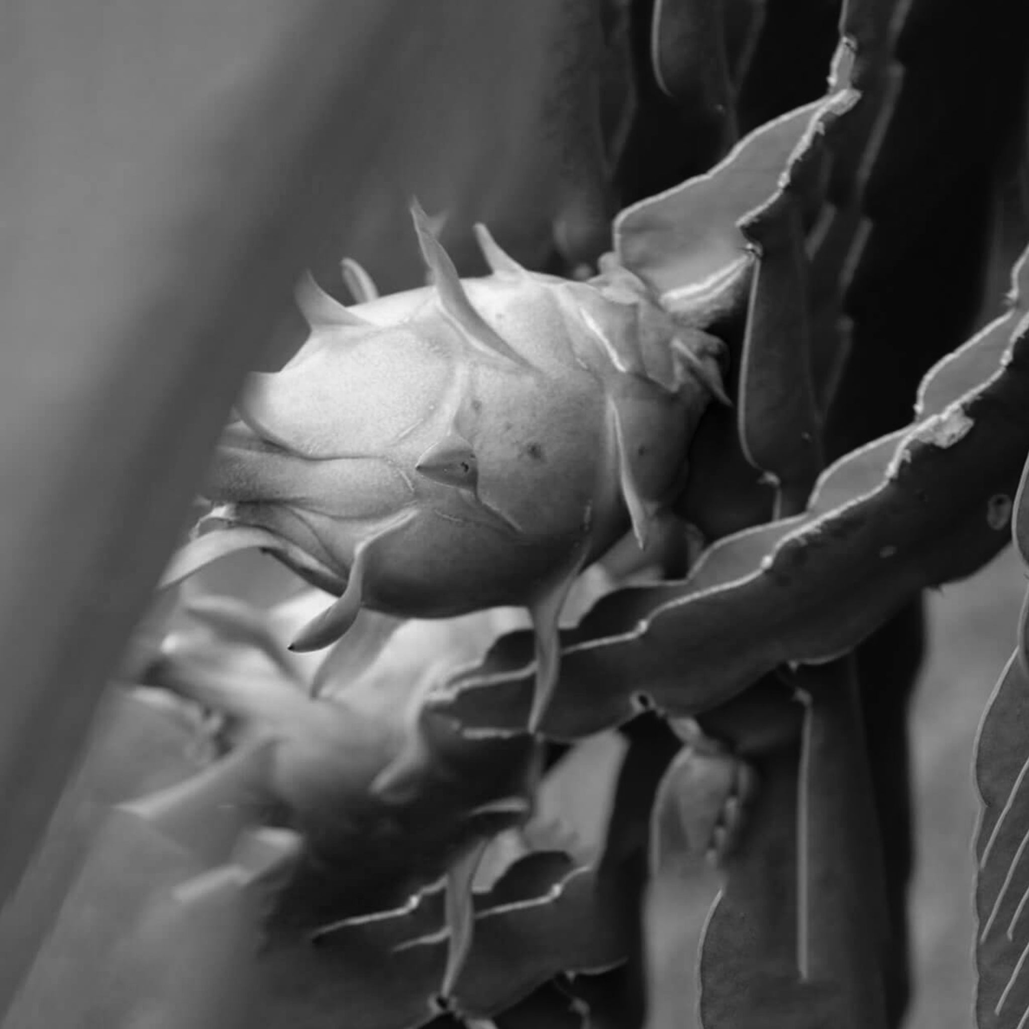 Dragon fruit extract