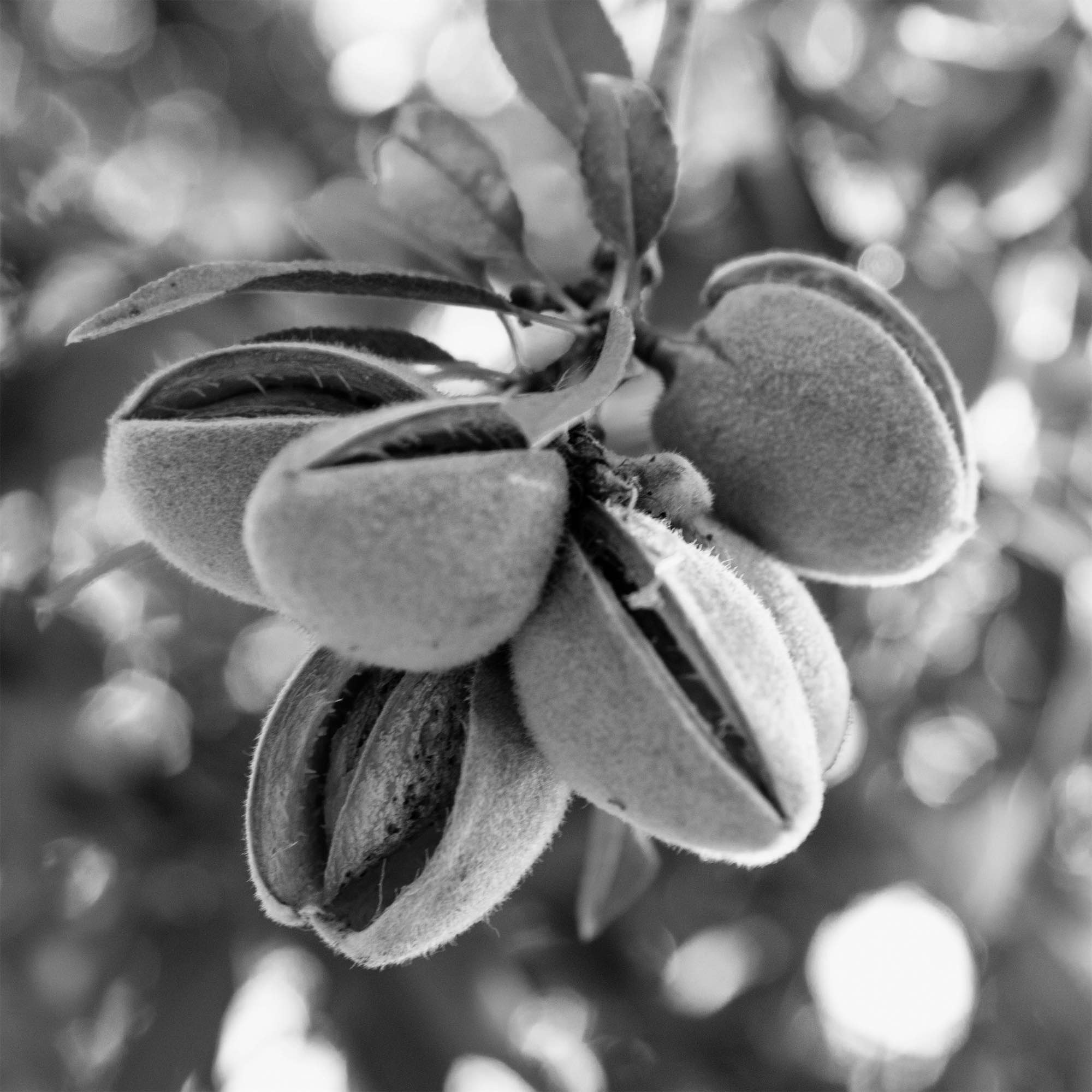 Sweet almond oil
