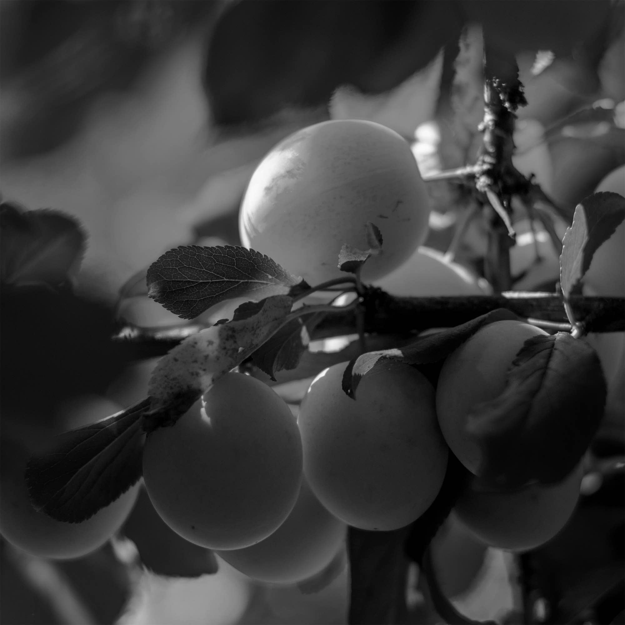 Apricot oil