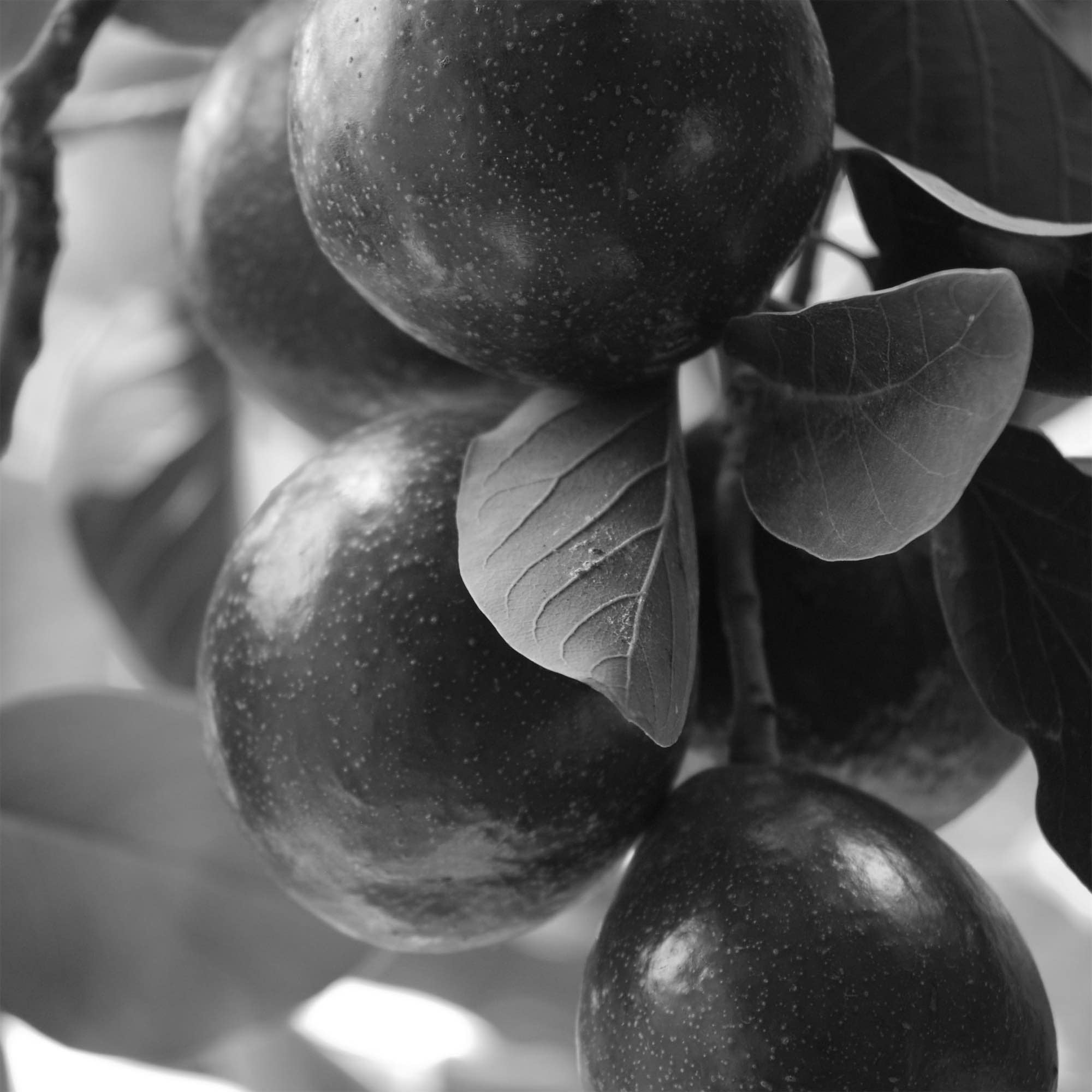 Avocado oil