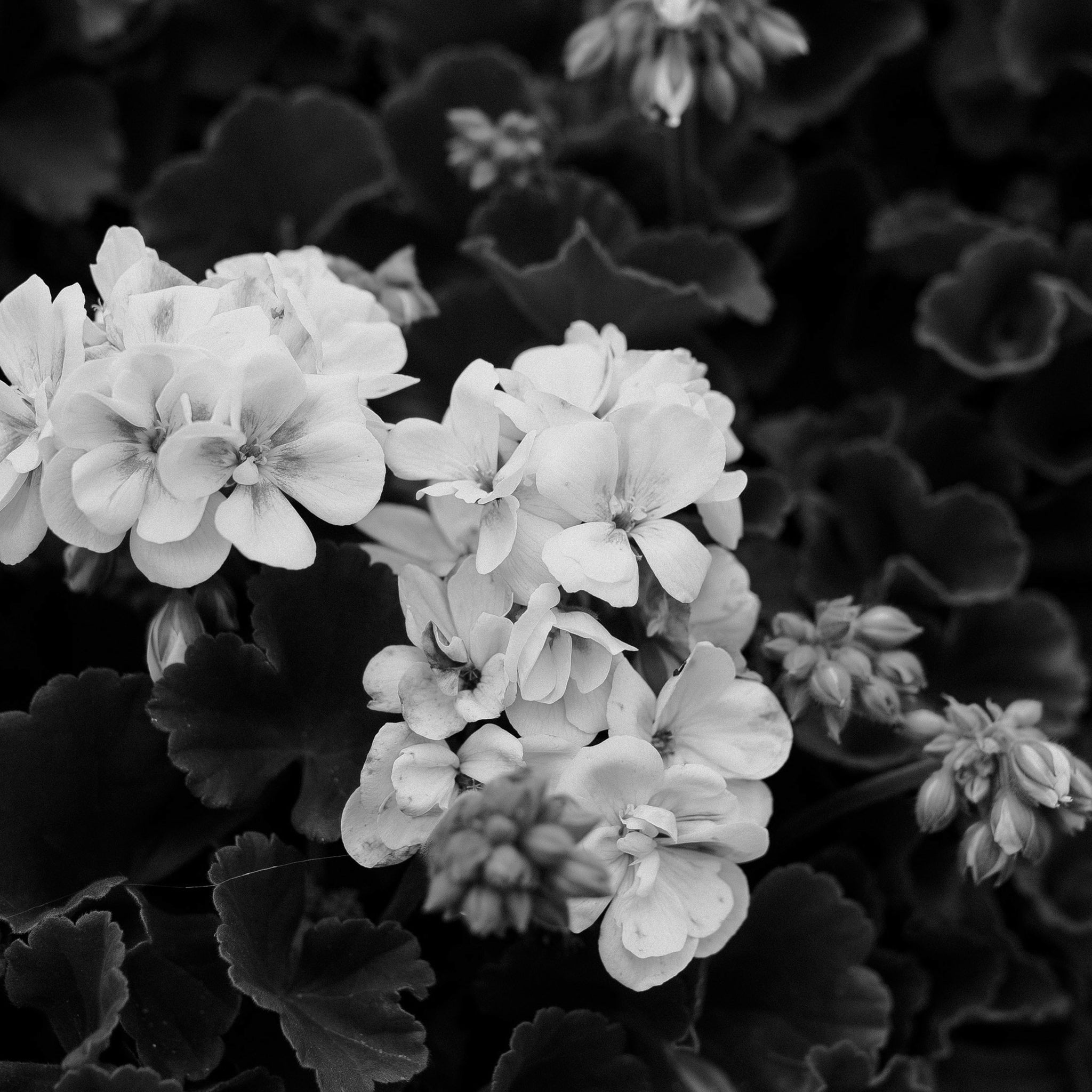 Rose Geranium Leaf oil