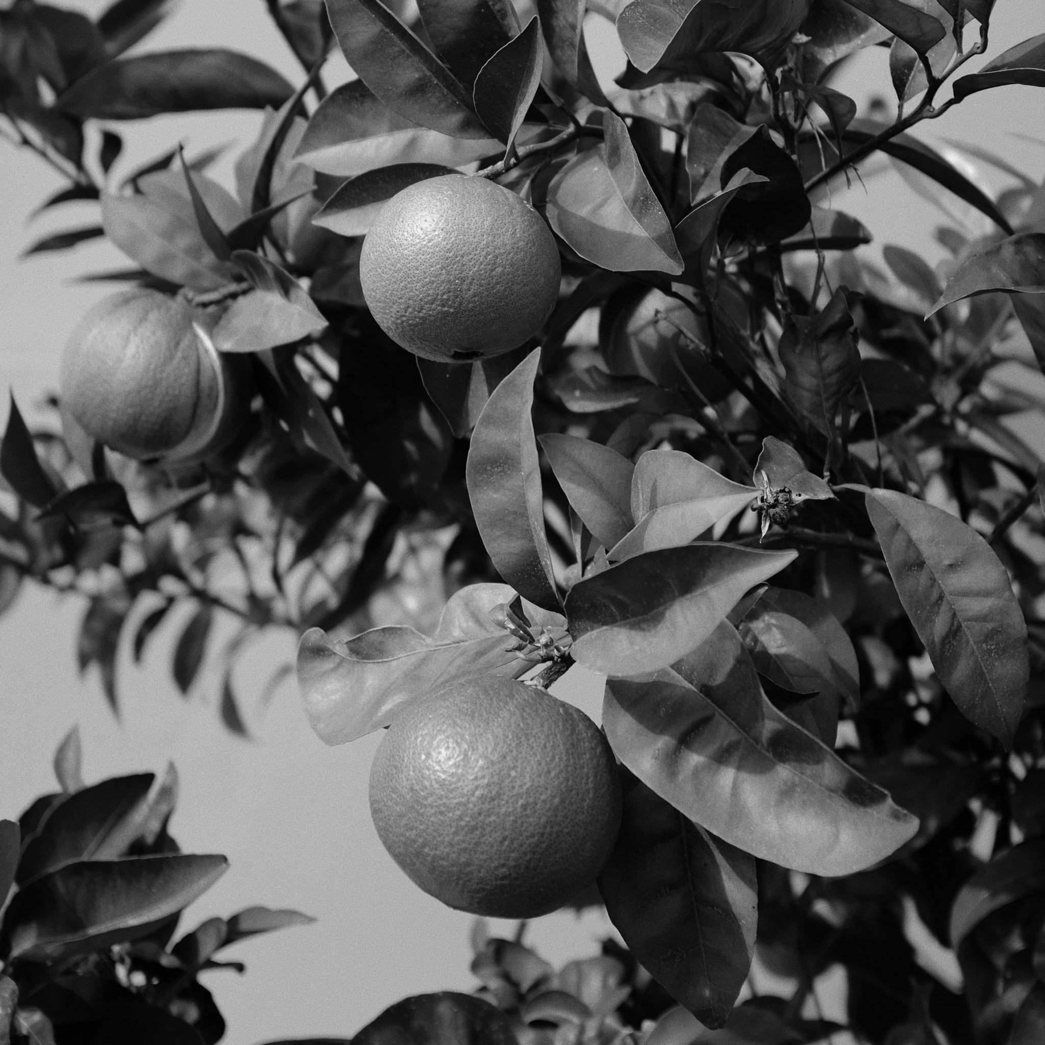 Pink grapefruit peel oil