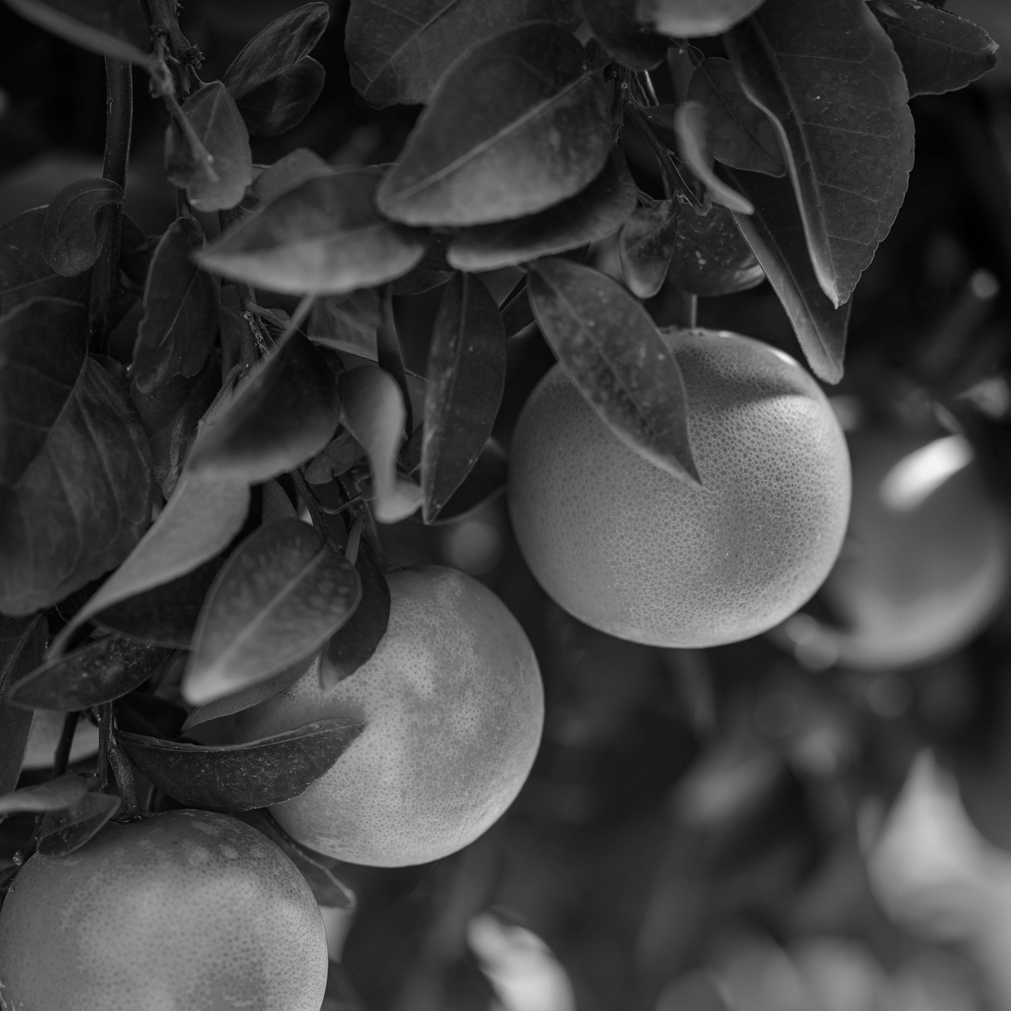 Grapefruit peel oil