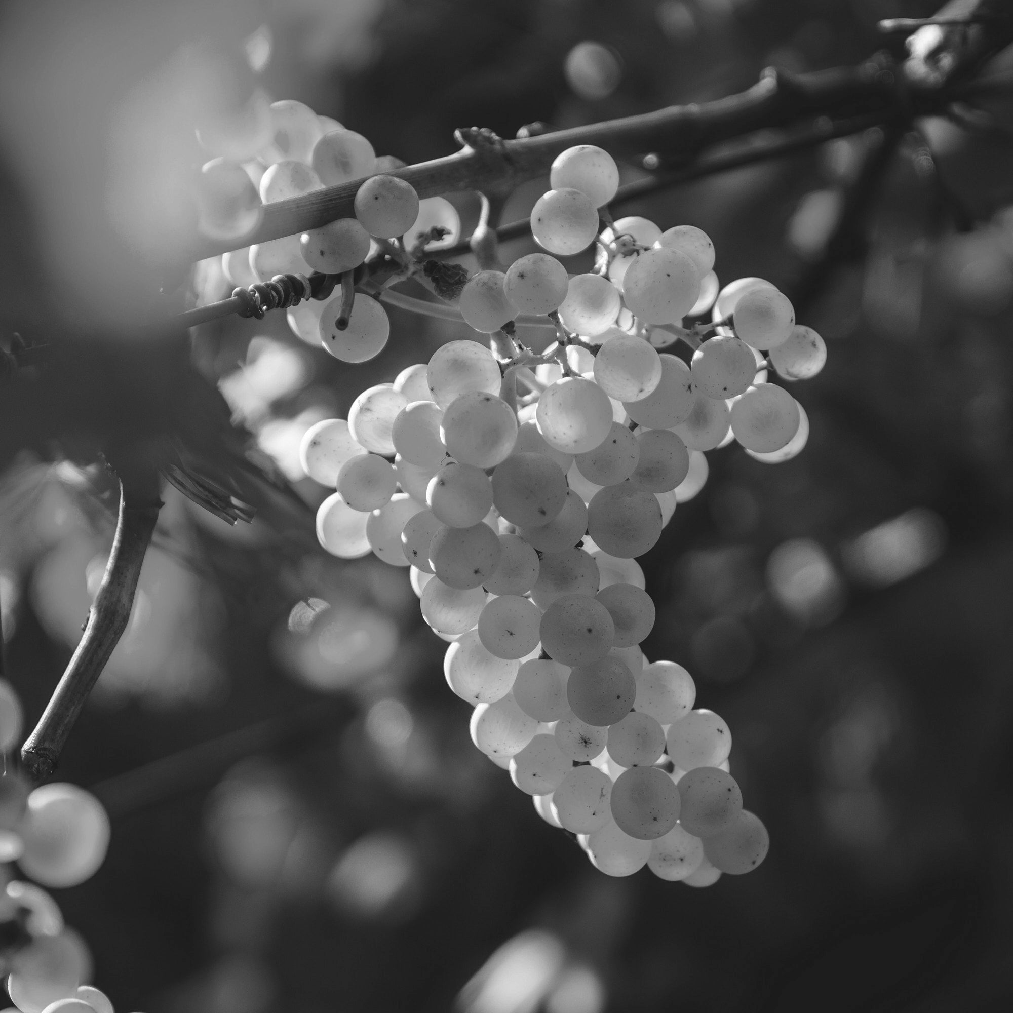 Grape juice ferment
