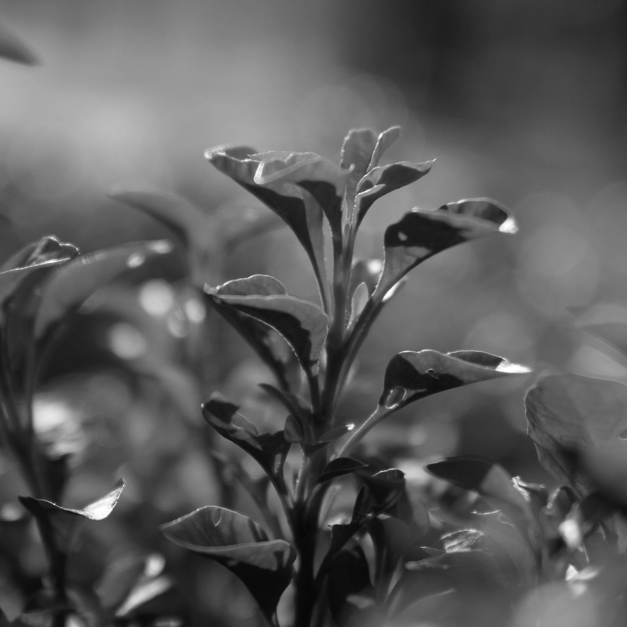 Green tea oil