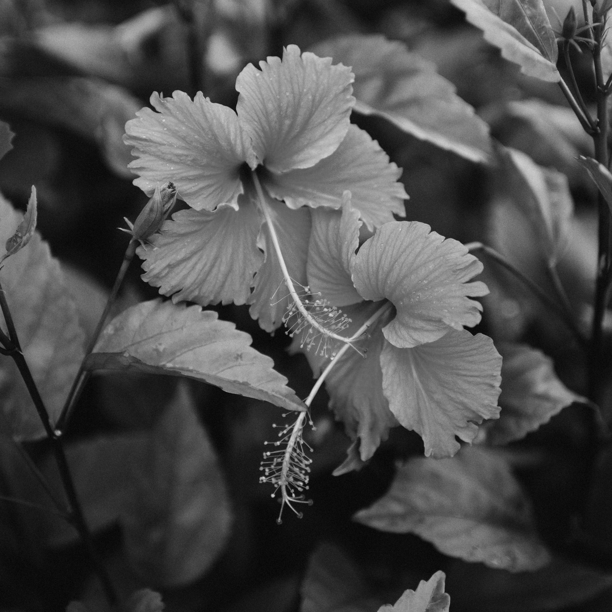 Hibiscus extract