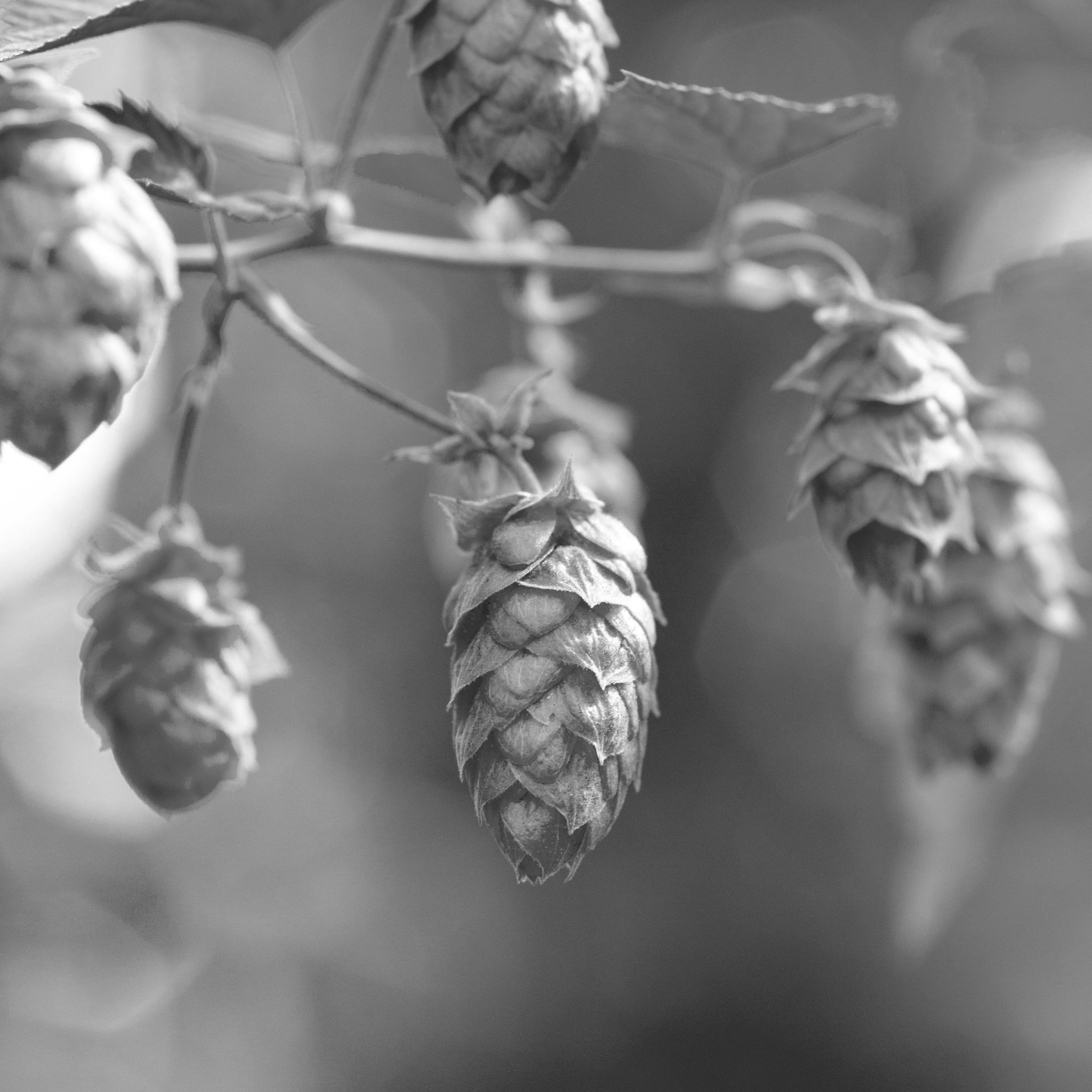 Hops Extract