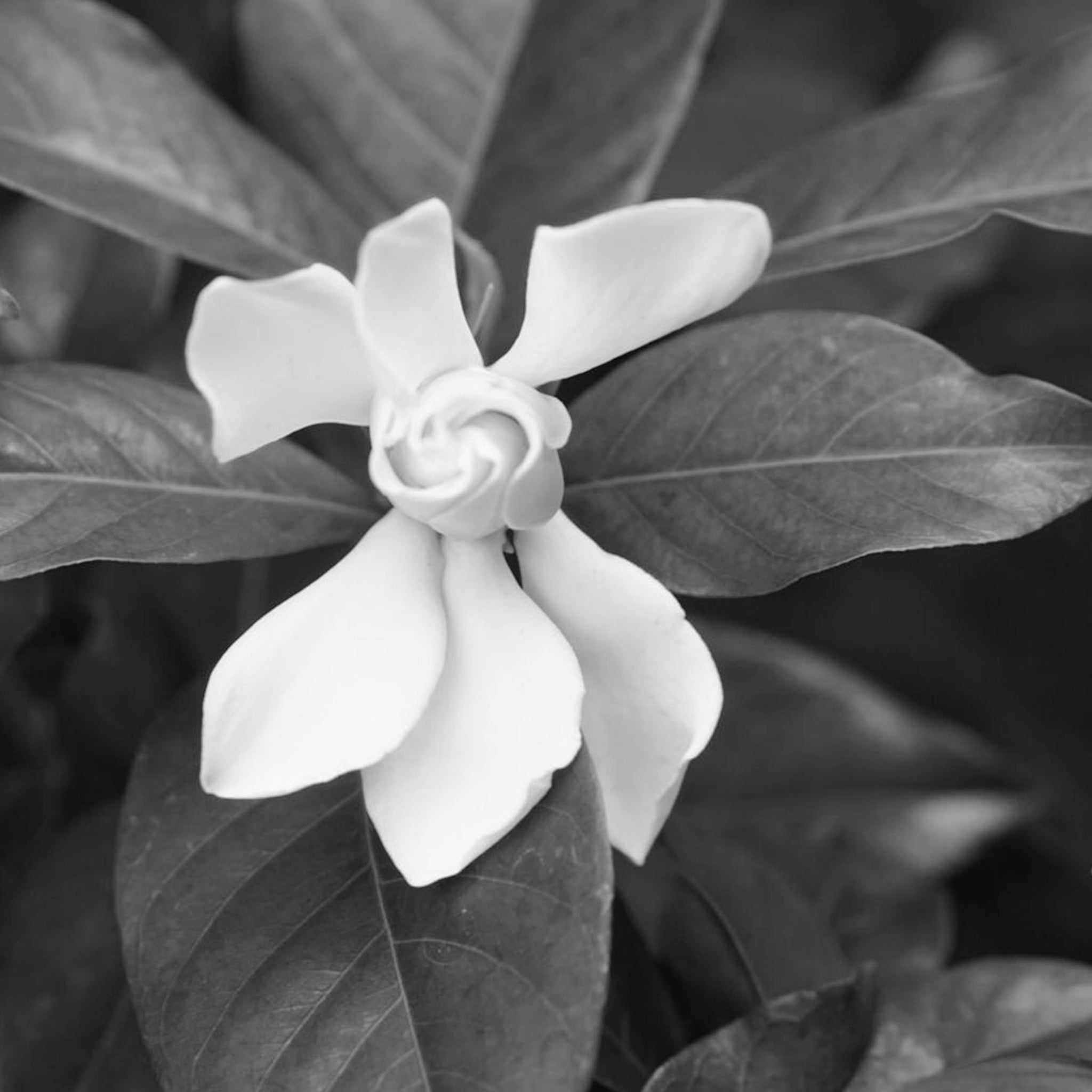 Jasmine petal