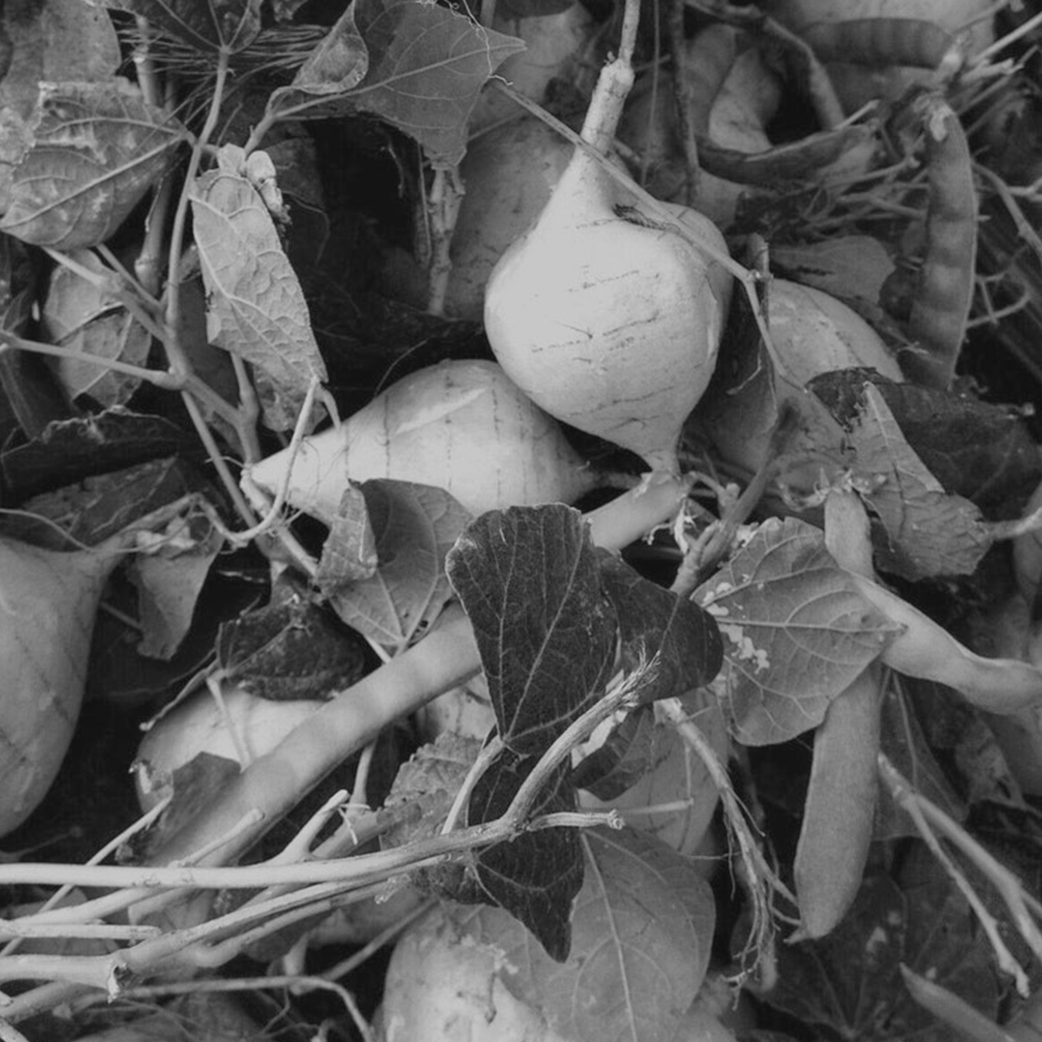 Jicama extract