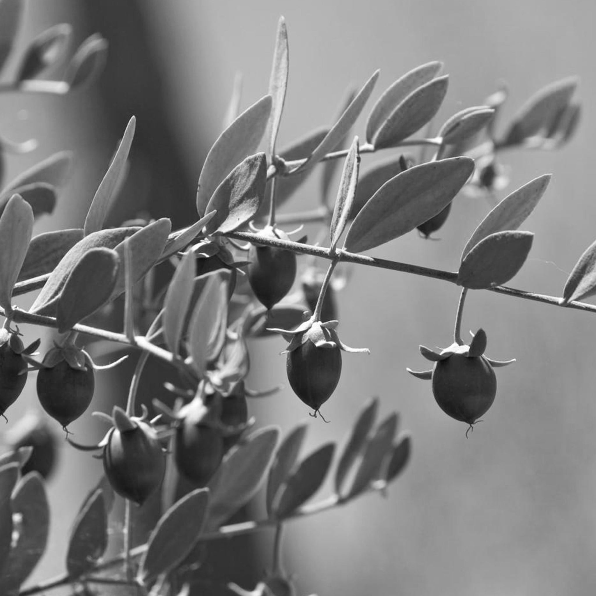 Jojoba oil