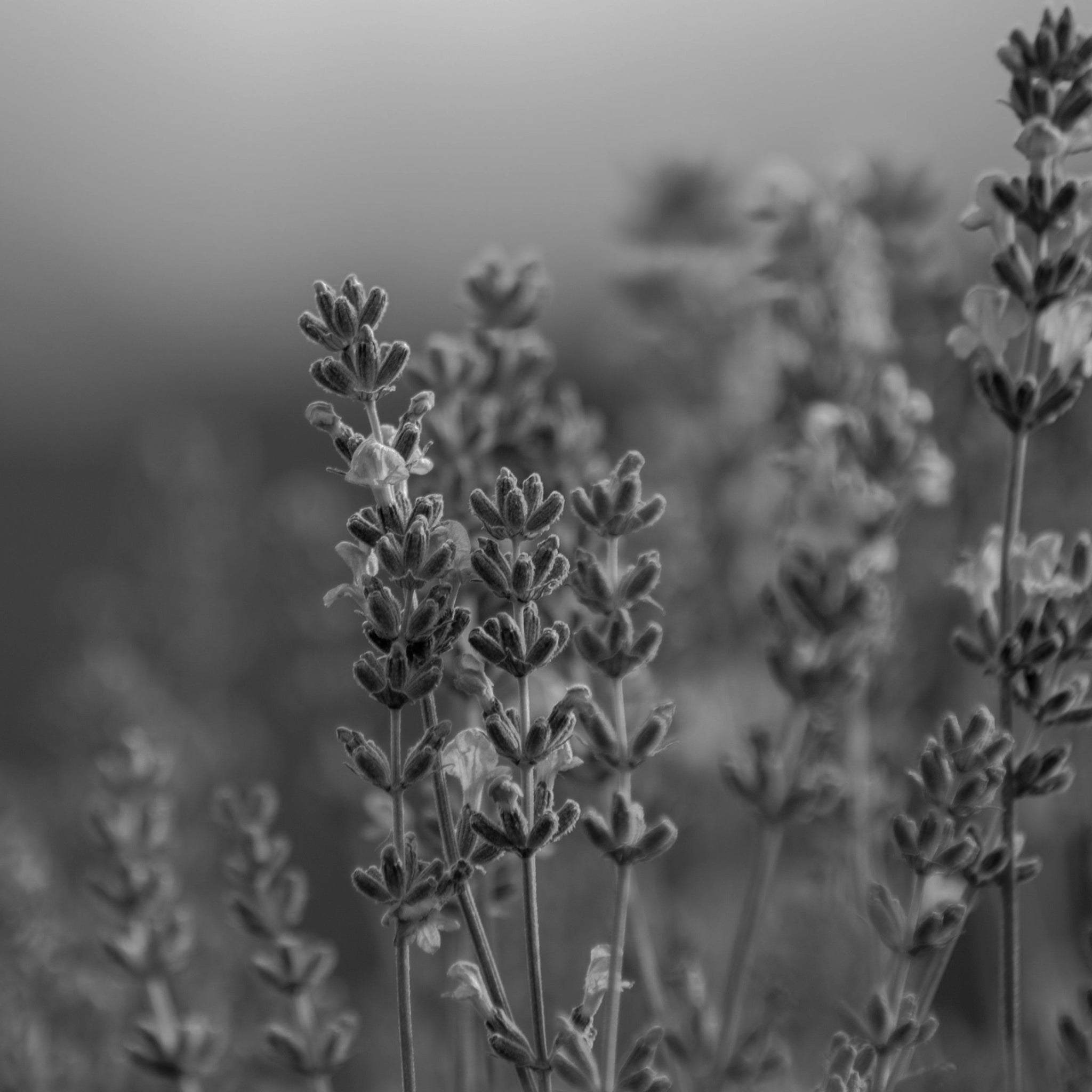 Lavender essential oil