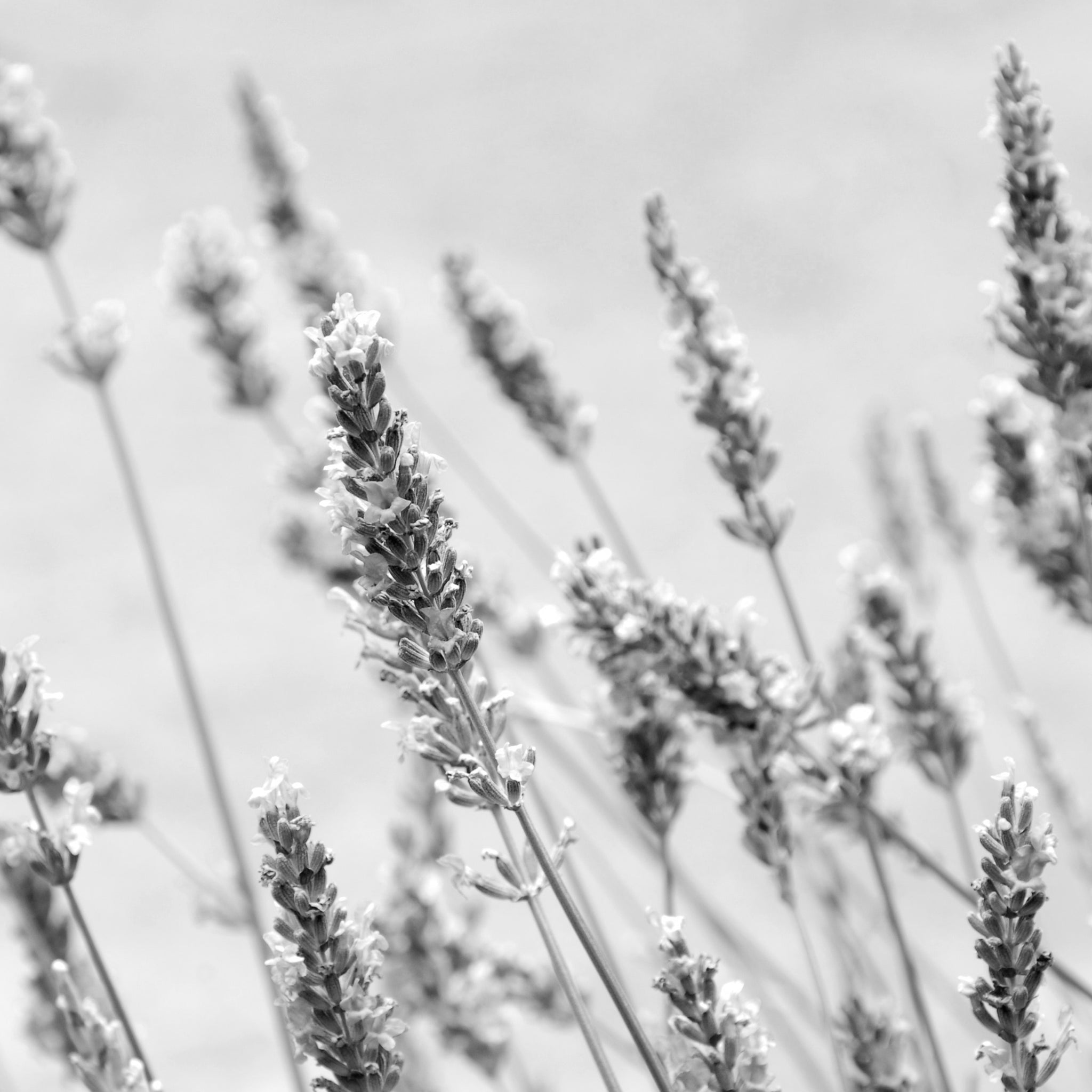 Lavender extract