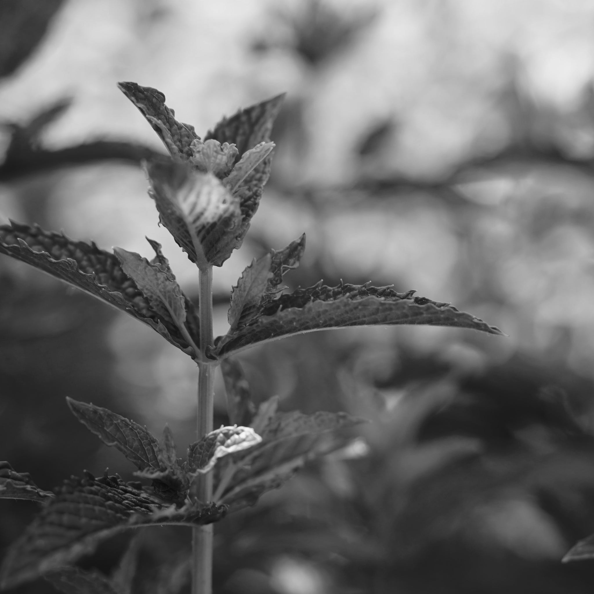 Lemon balm leaves