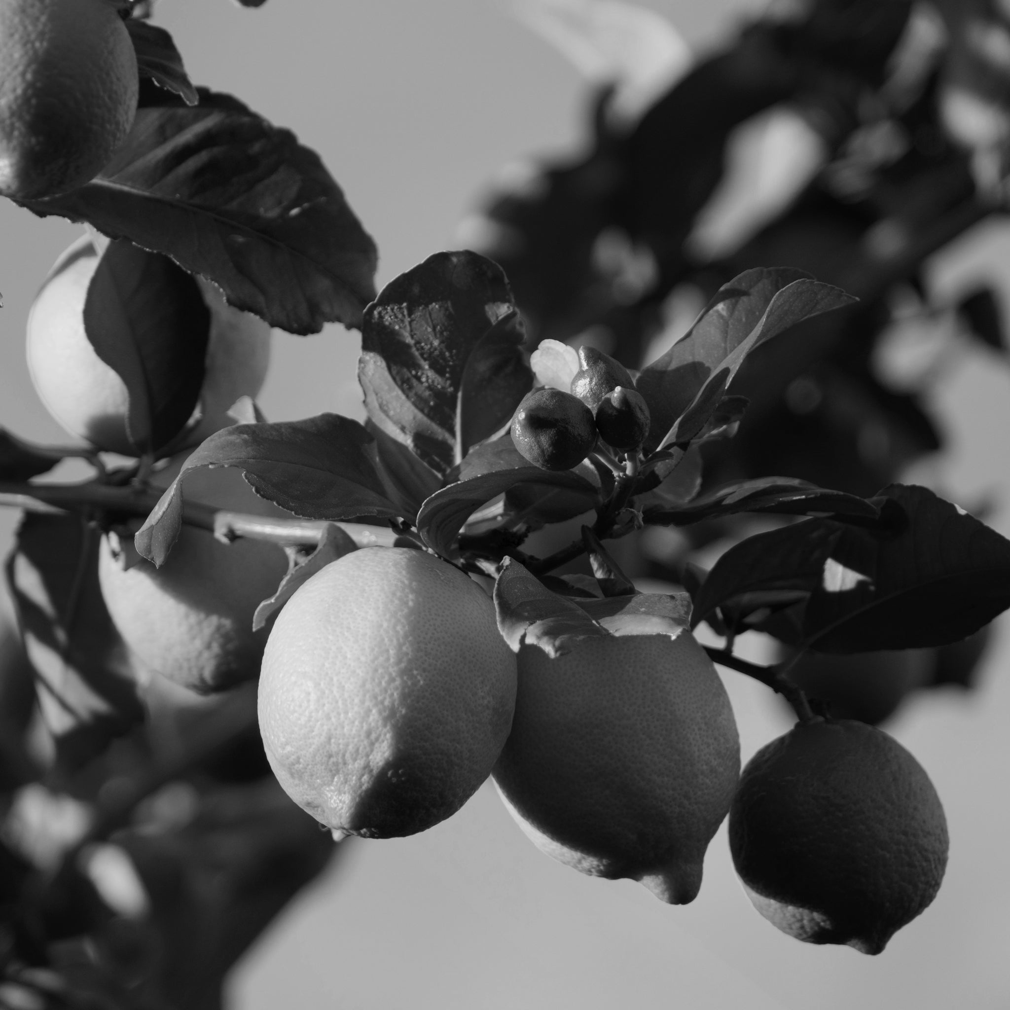 Lemon essential oil