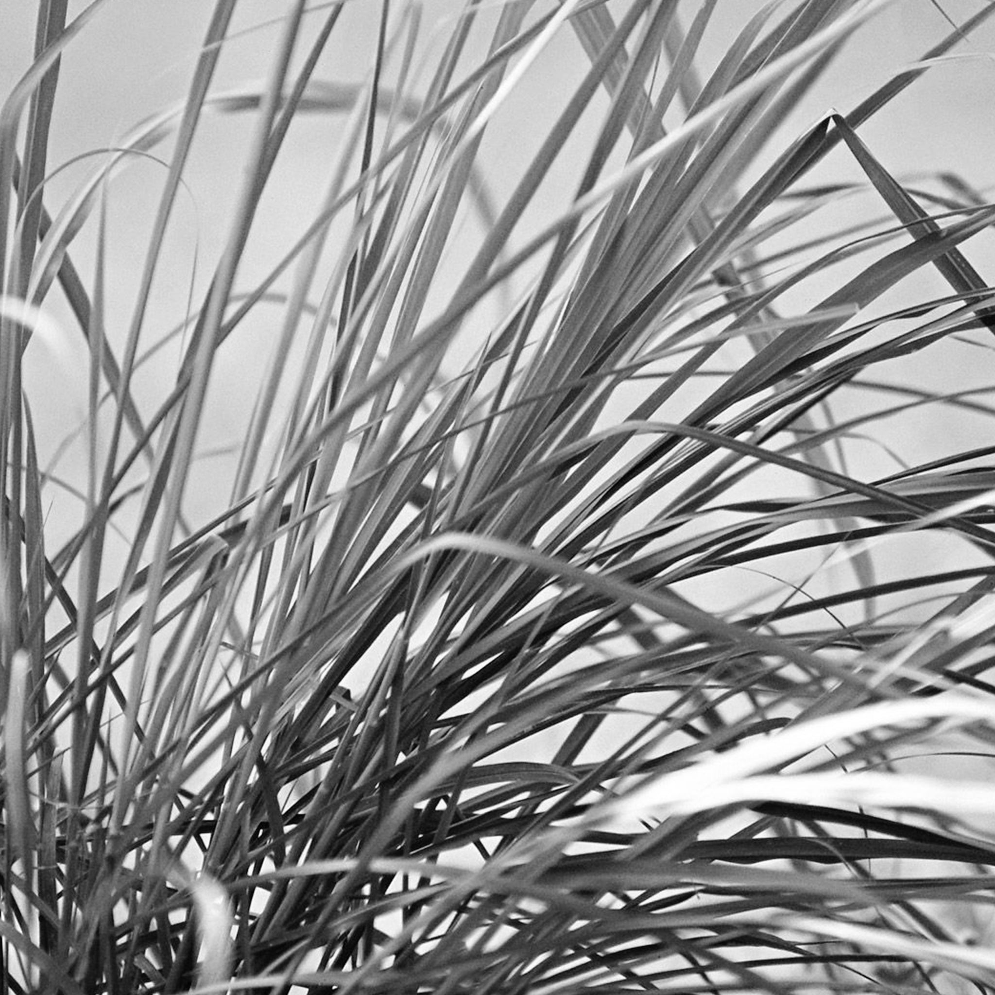 Lemongrass