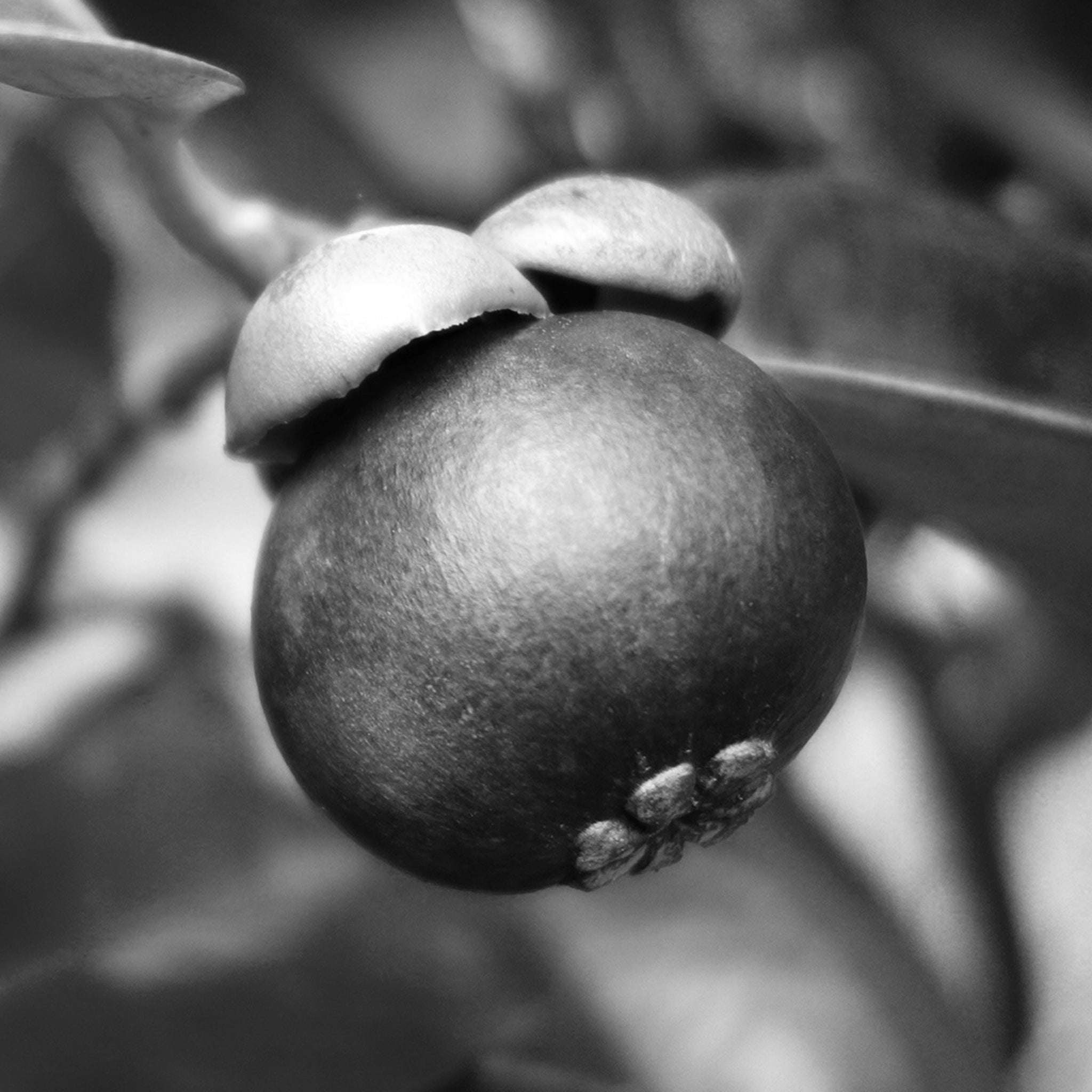 Mangosteen extract