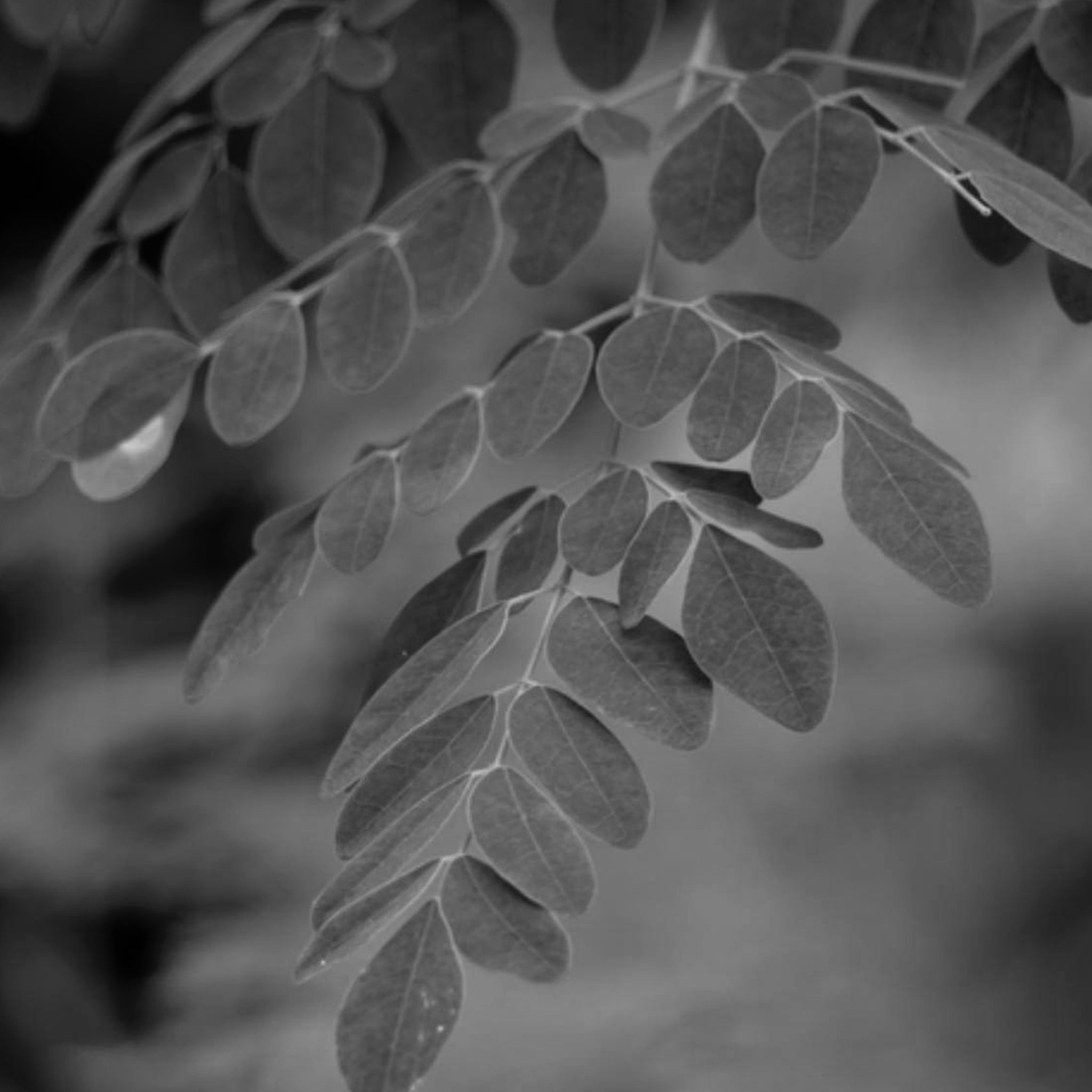 Moringa extract