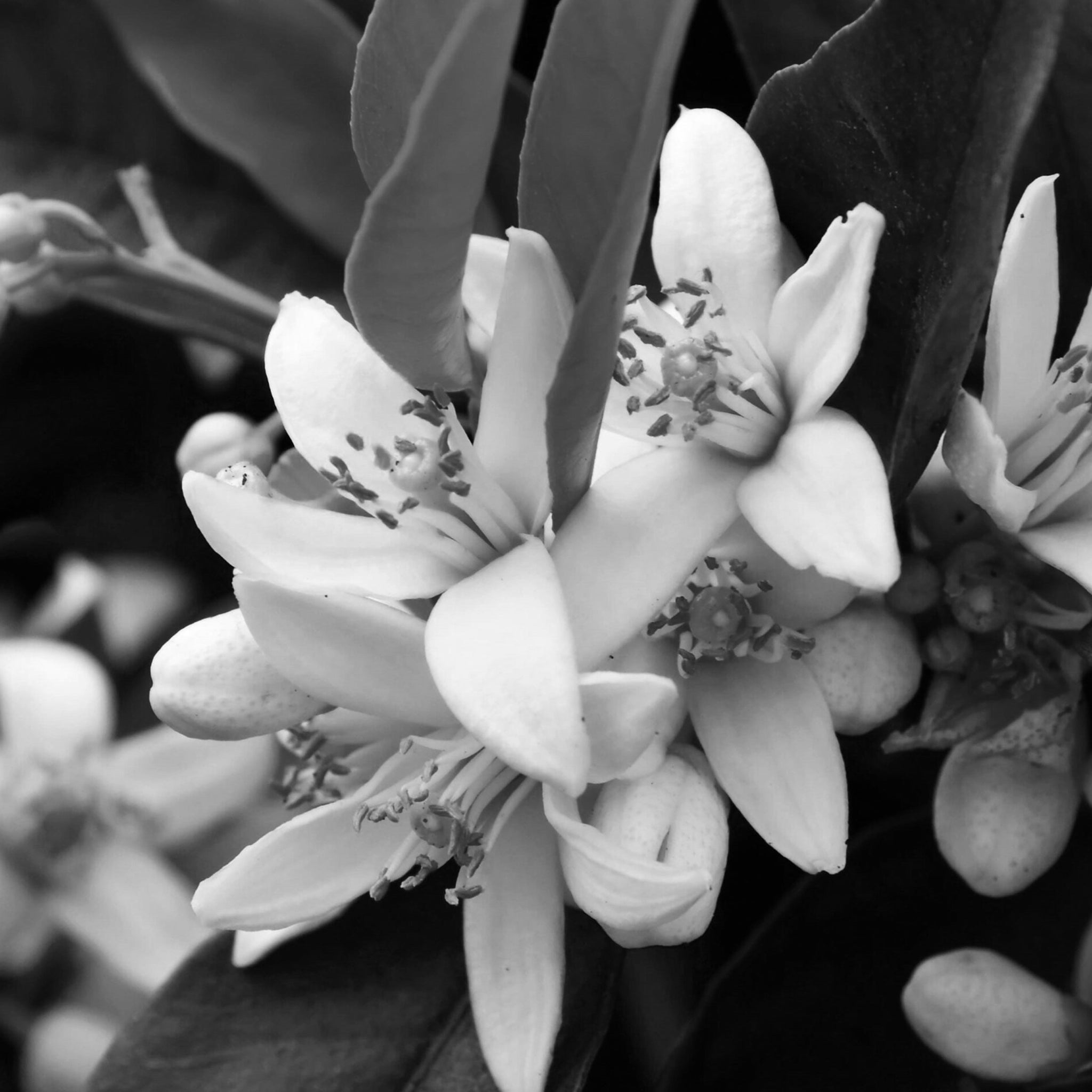 Neroli essential oil