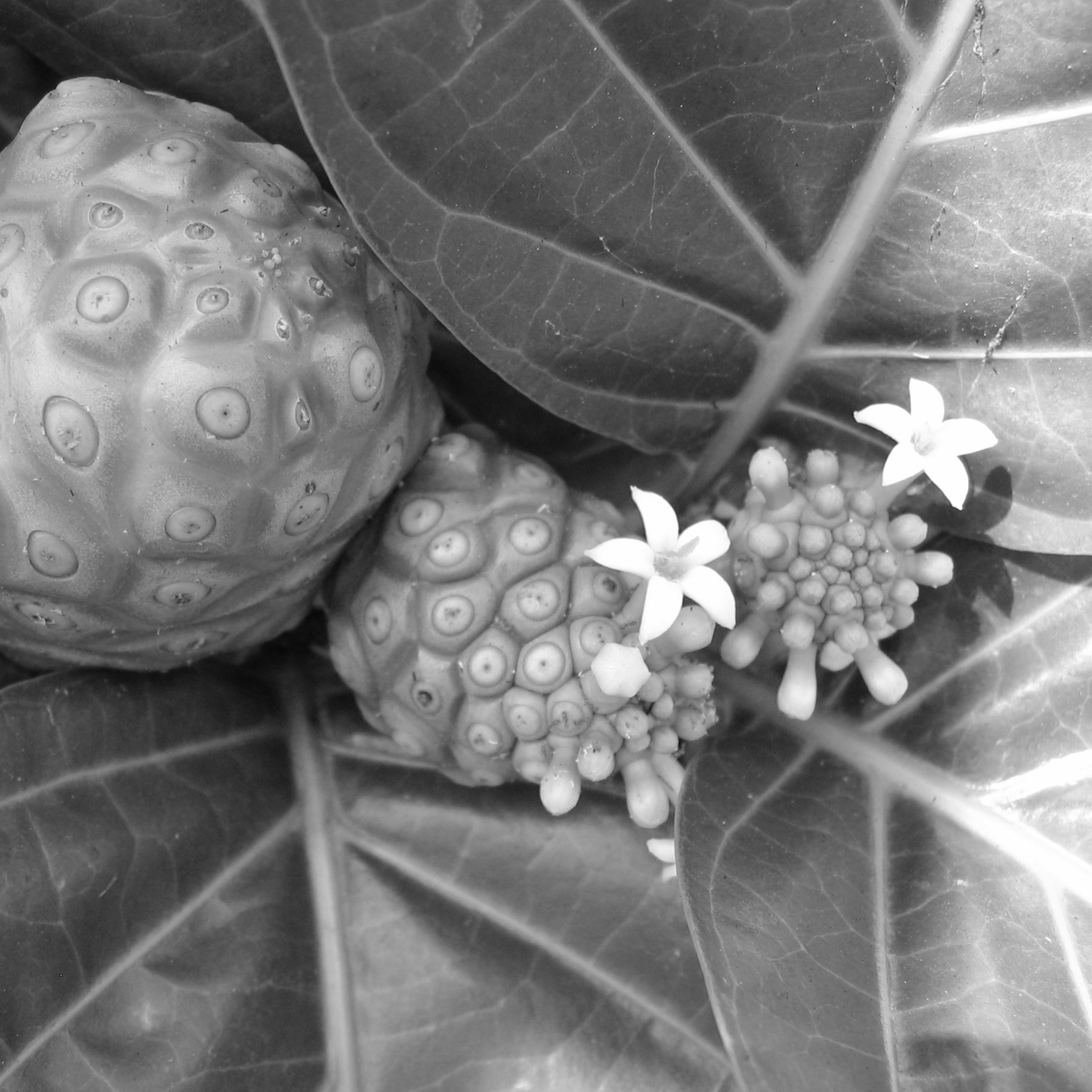 Noni fruit extract